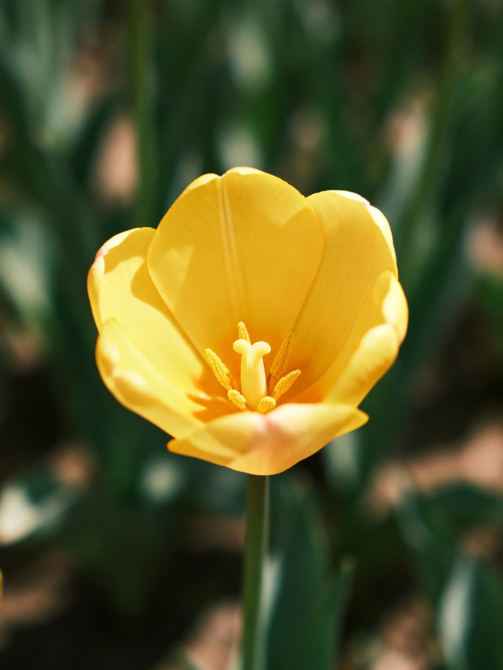 A vibrant yellow tulip in sharp focus amid blurred green foliage
