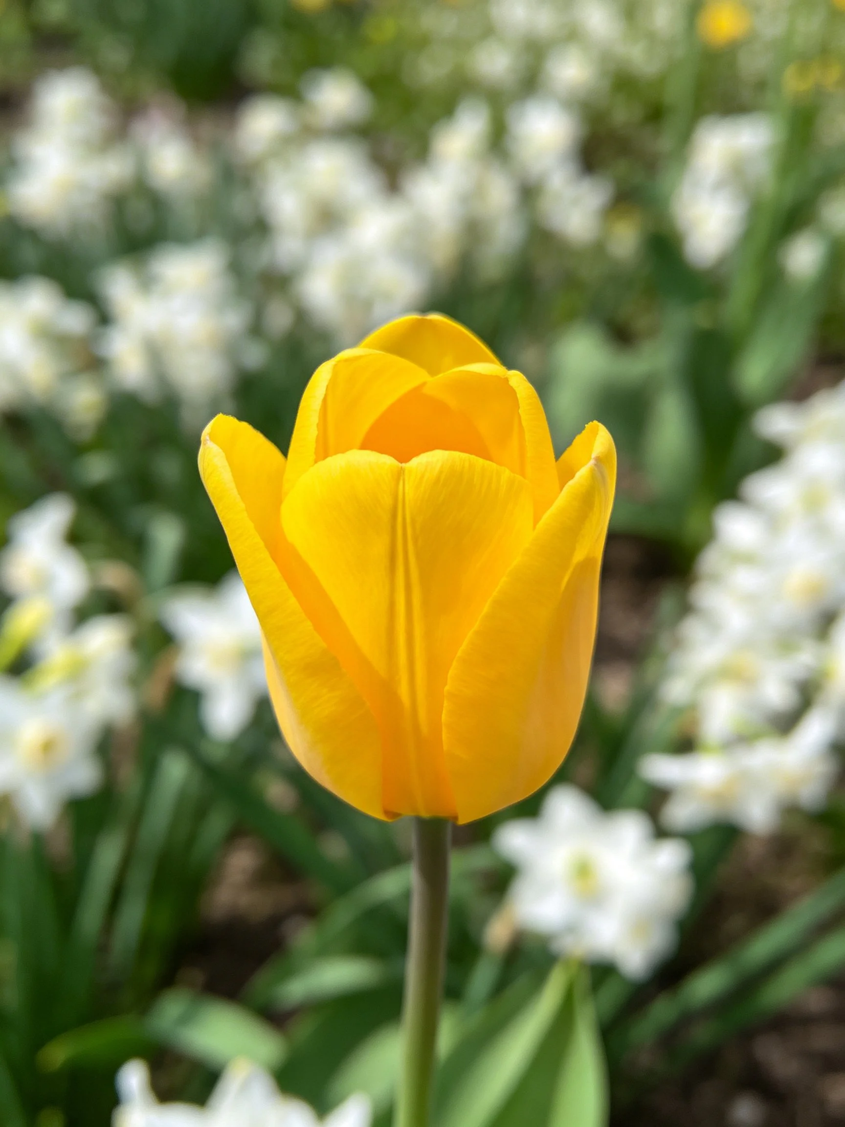 A vibrant yellow tulip stands out among soft white blooms