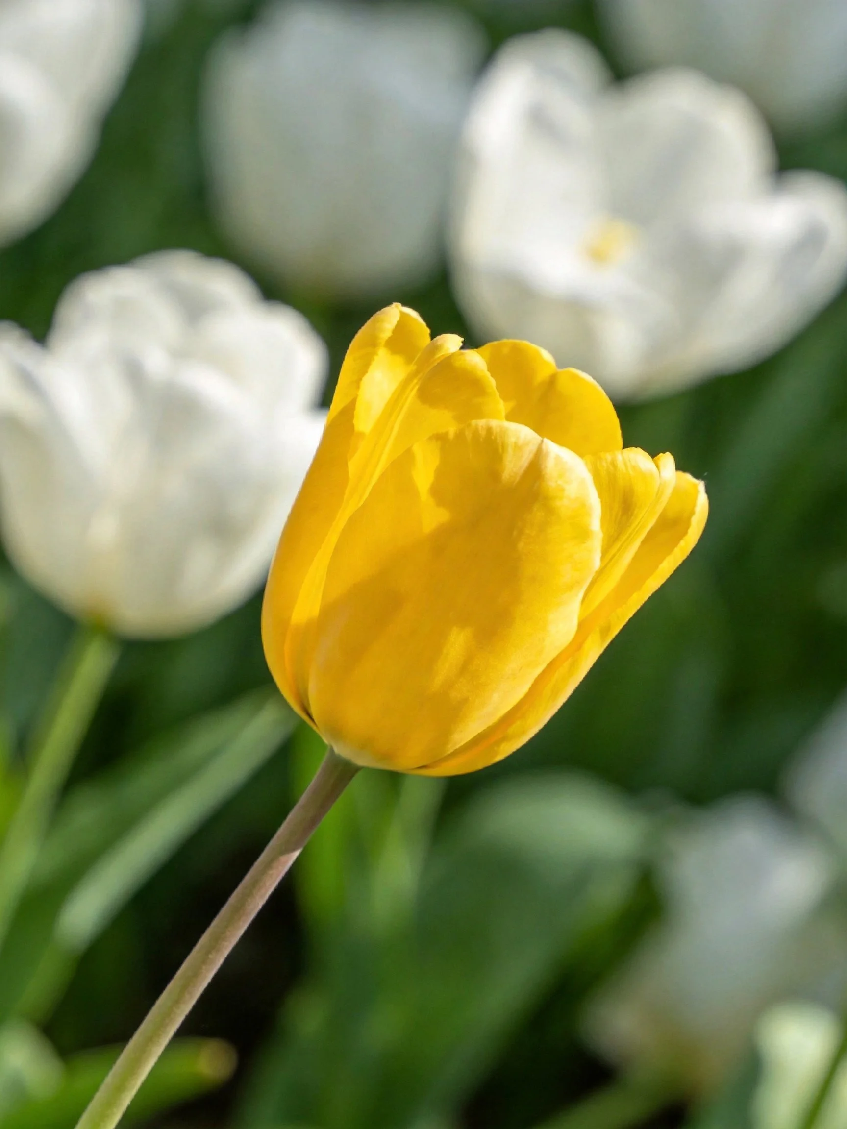 A vibrant yellow tulip stands out among soft white blooms