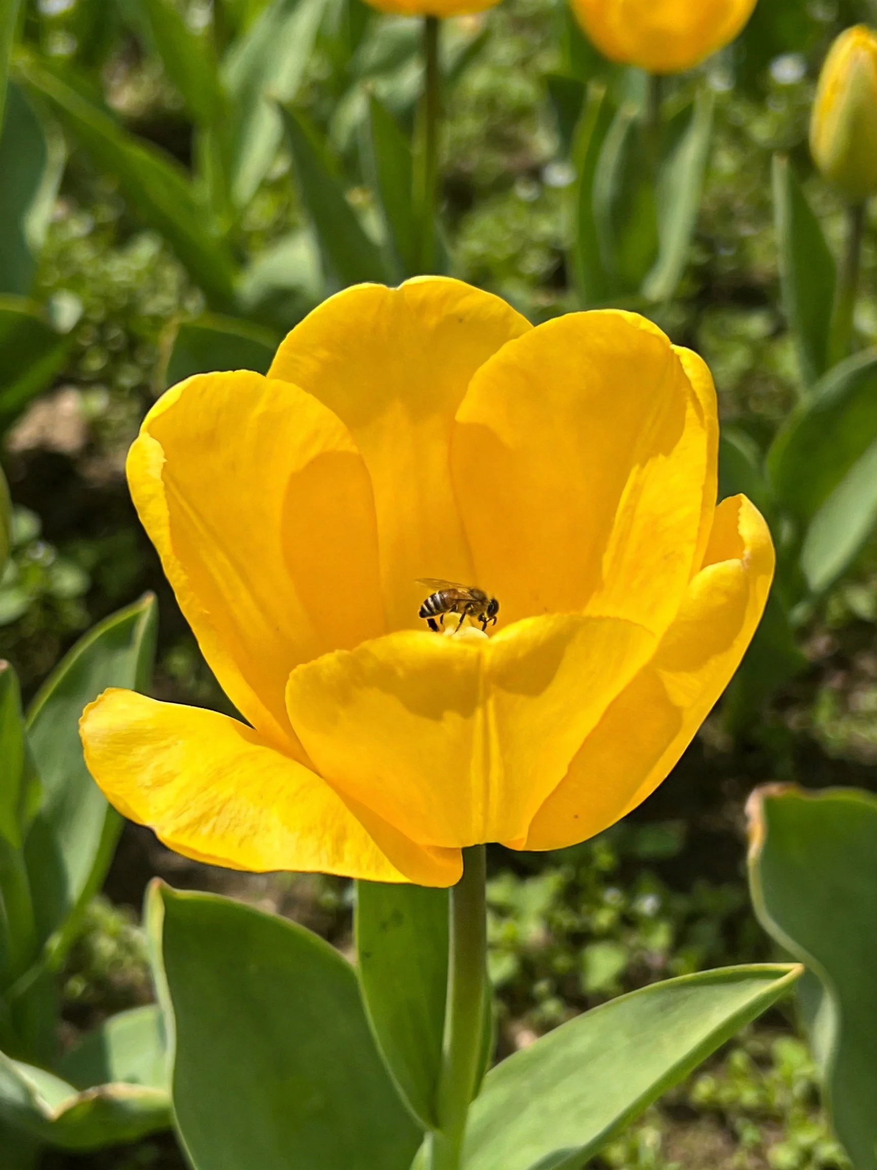 A vibrant yellow tulip with a bee in its center