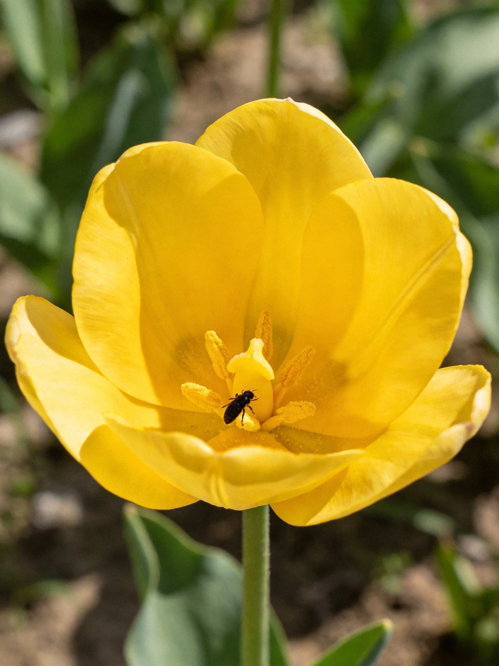 A vibrant yellow tulip with an insect in its center