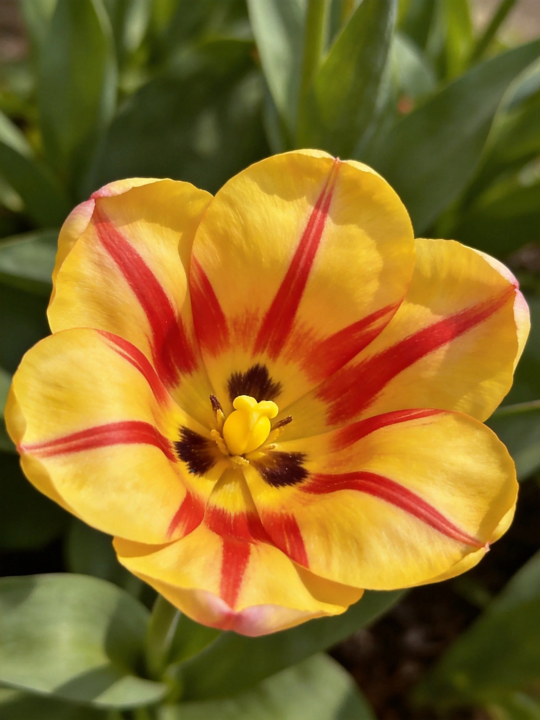 A vibrant yellow tulip with bold red petal stripes