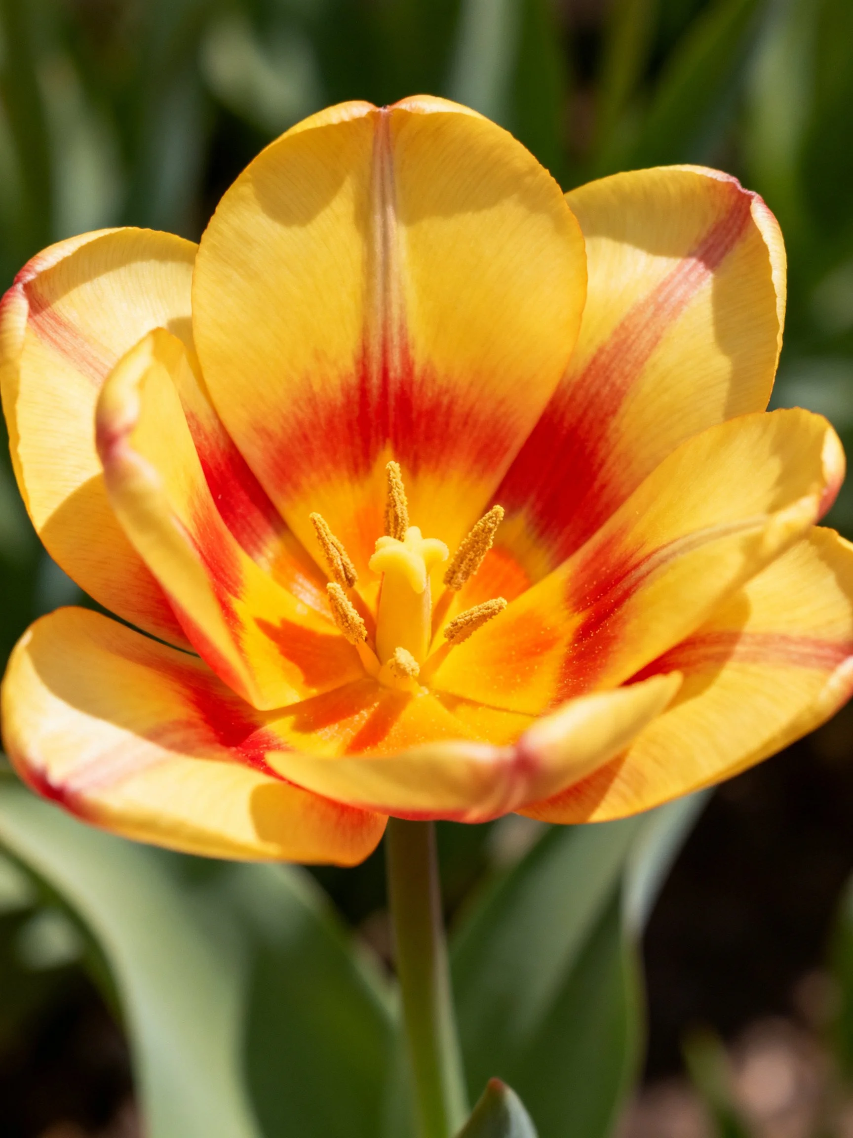 A vibrant yellow tulip with bold red streaks