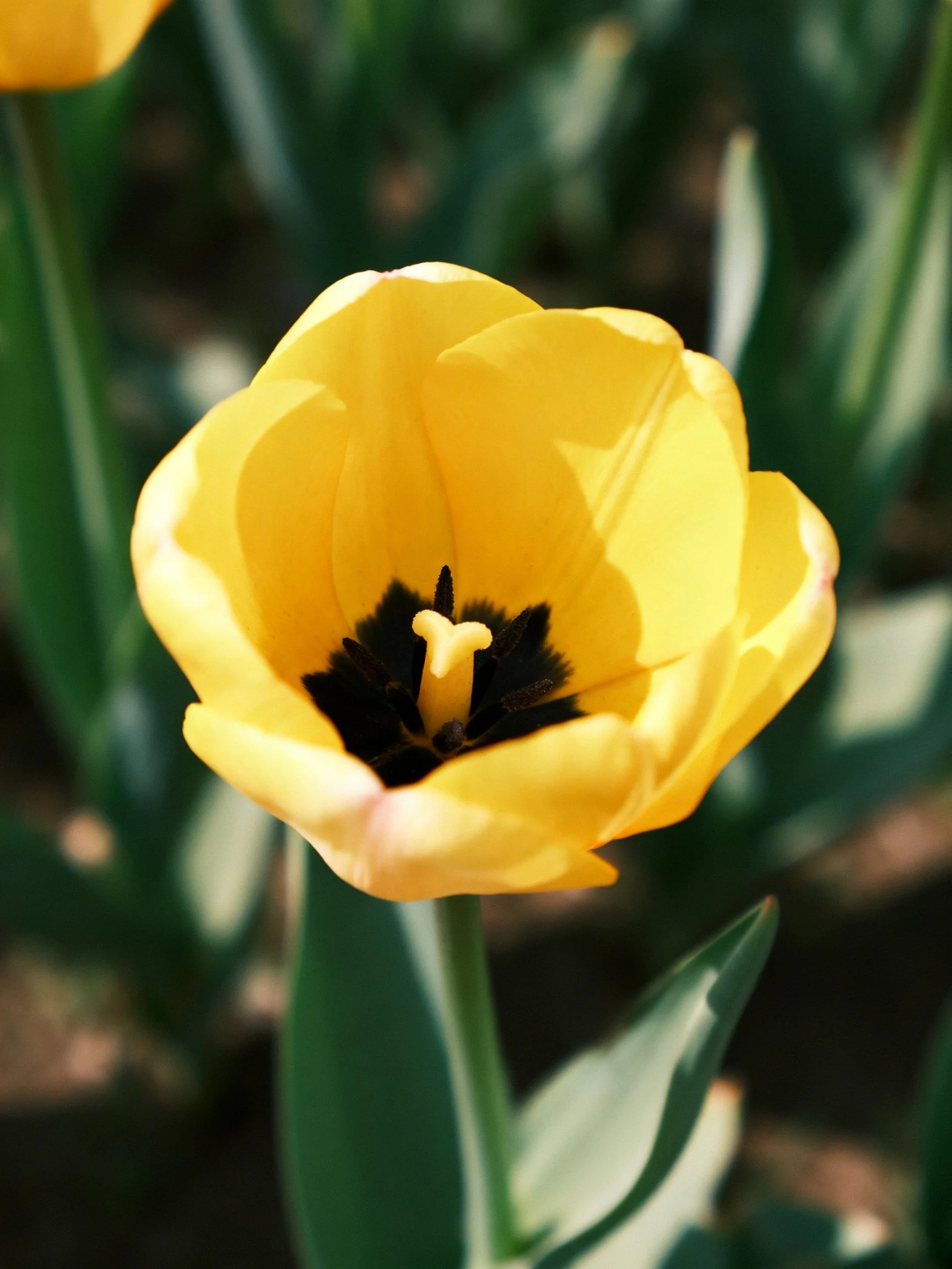 A vibrant yellow tulip with dark center among green leaves