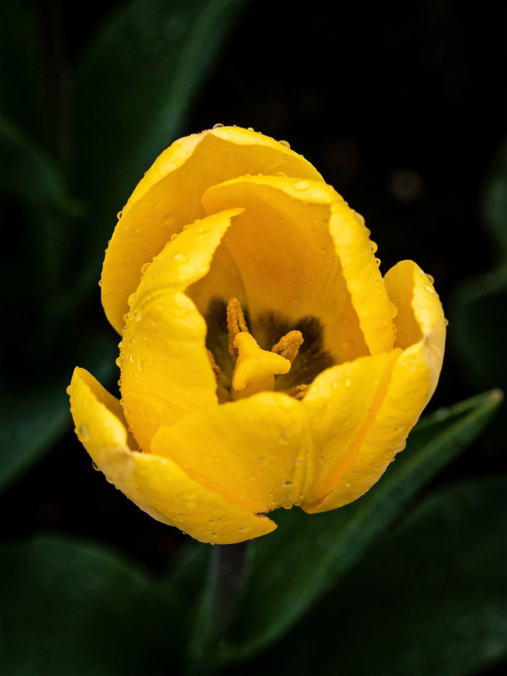 A vibrant yellow tulip with dew drops against dark green foliage