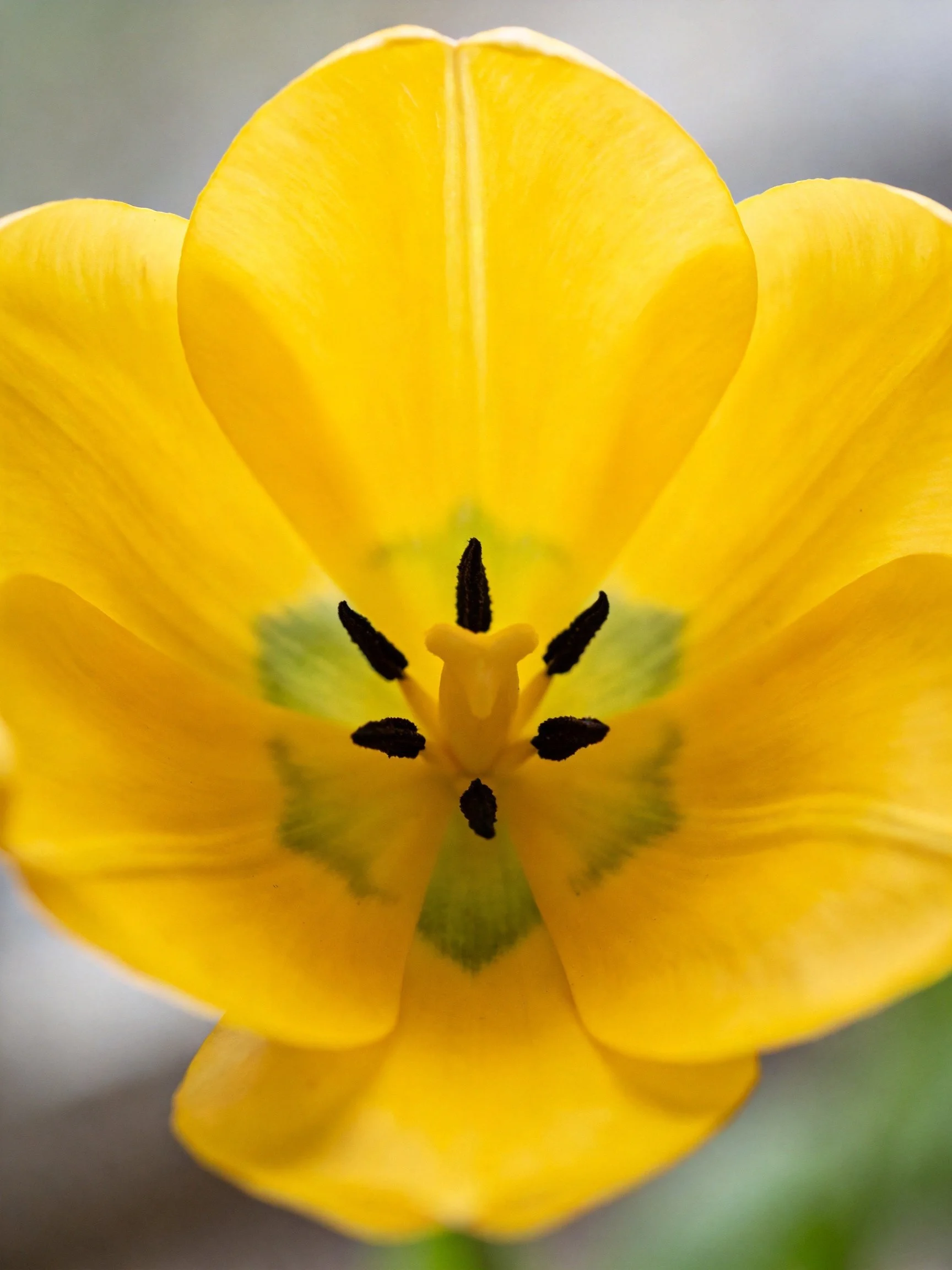 A vibrant yellow tulip with green center details