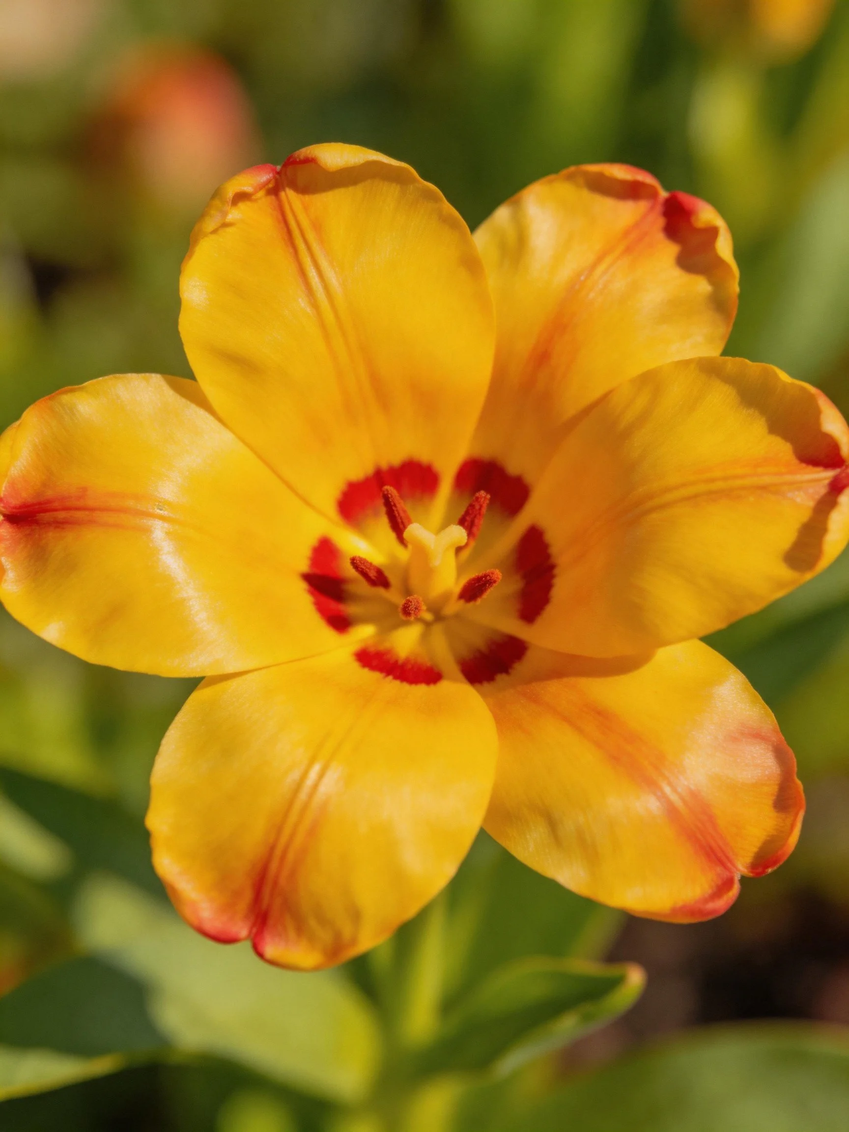 A vibrant yellow tulip with red markings at center