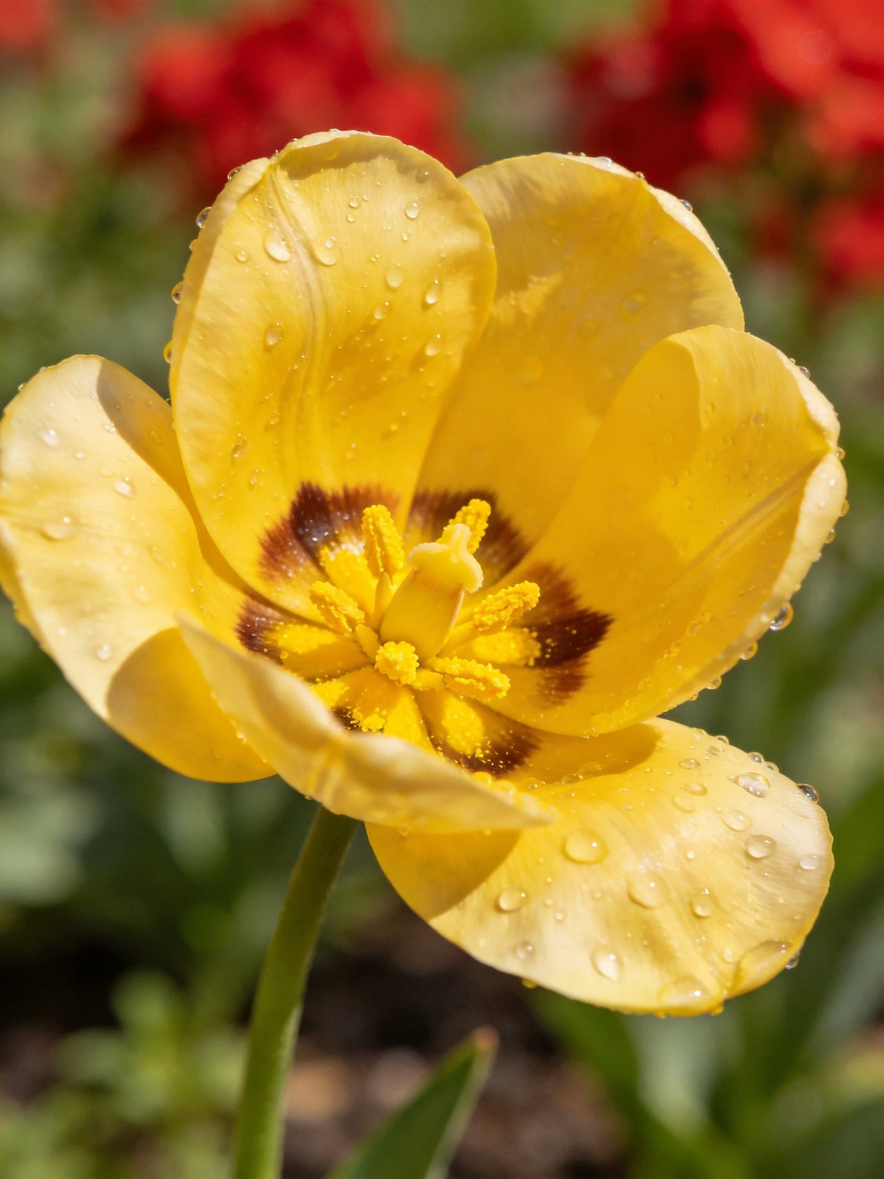 A vibrant yellow tulip with water droplets