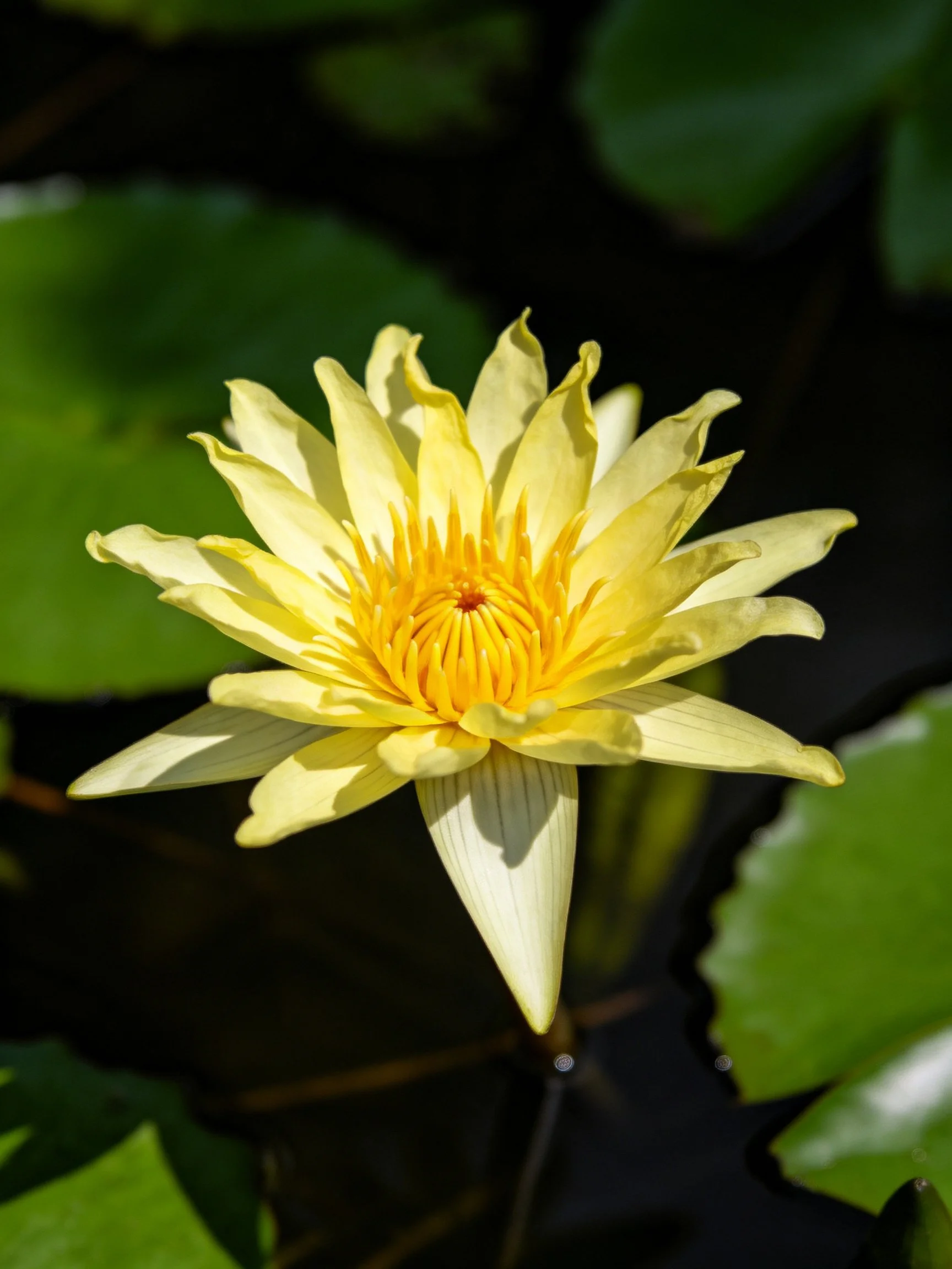 A vibrant yellow water lily blooms amid dark green foliage
