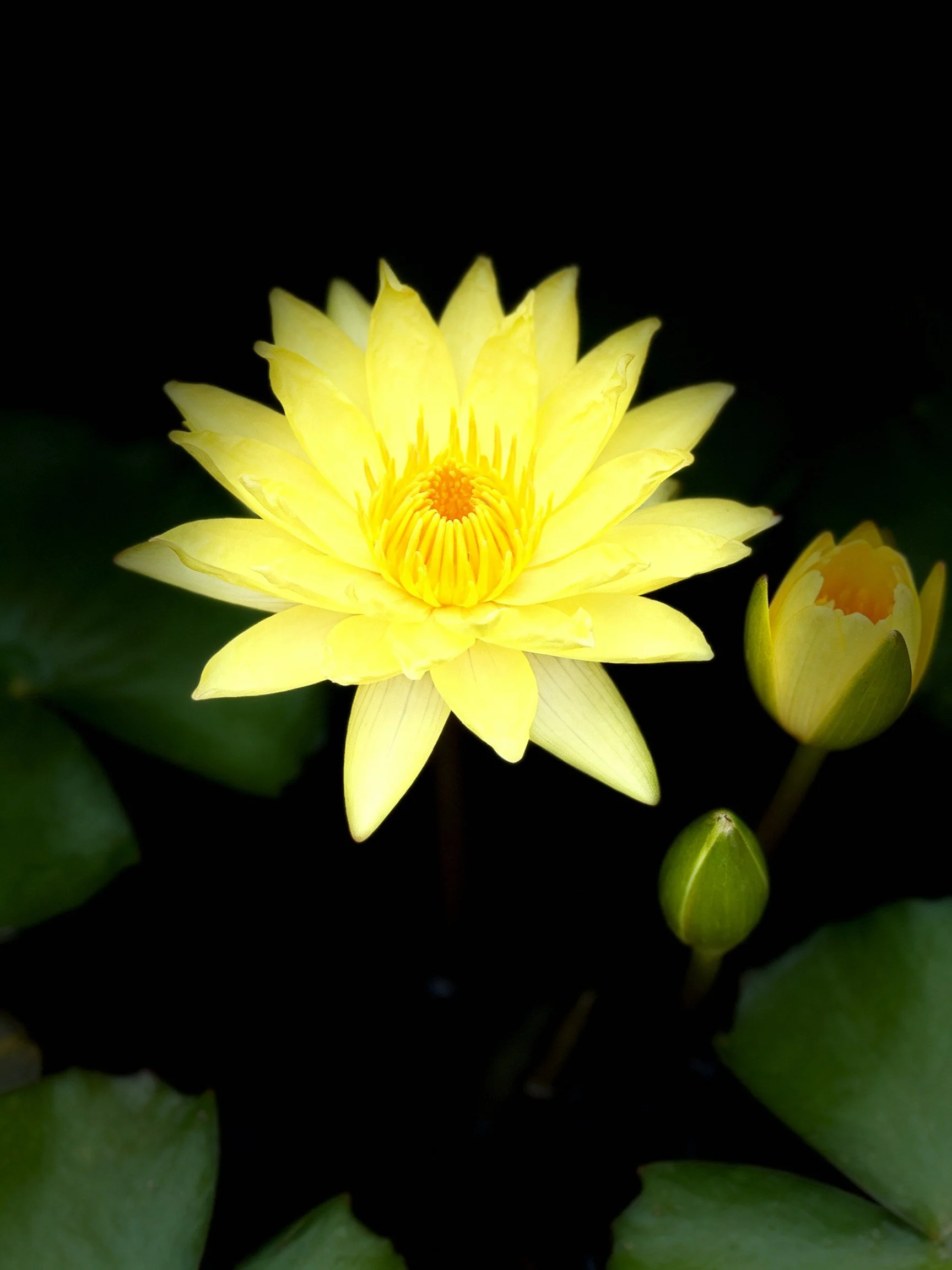 A vibrant yellow water lily blooms beside two flower buds
