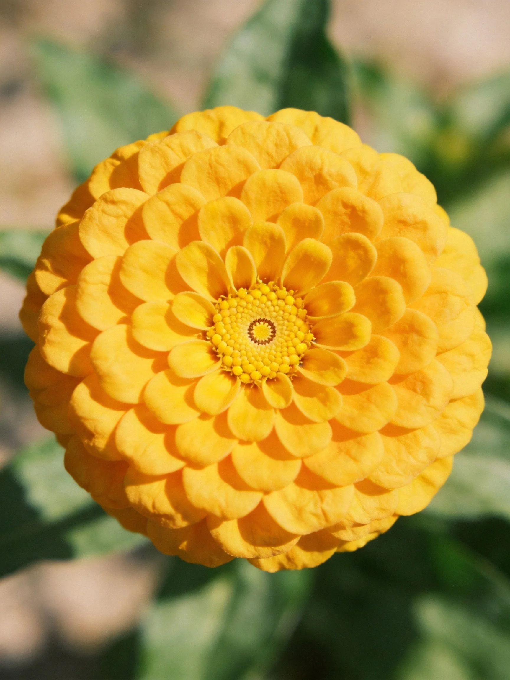A vibrant yellow zinnia with layered petals