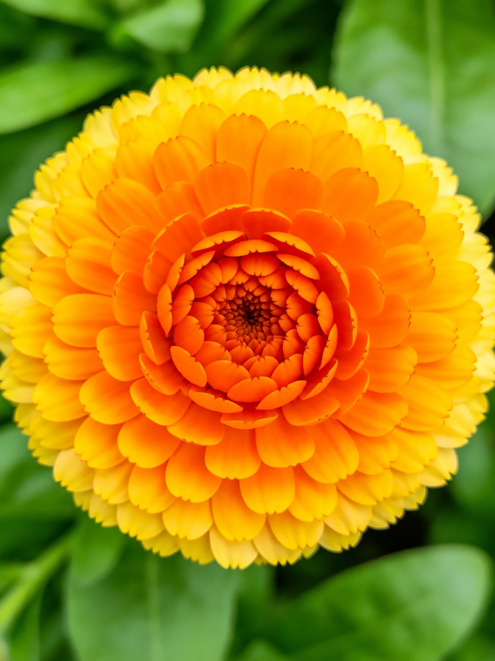 A vibrantly hued flower with layered yellow-orange petals