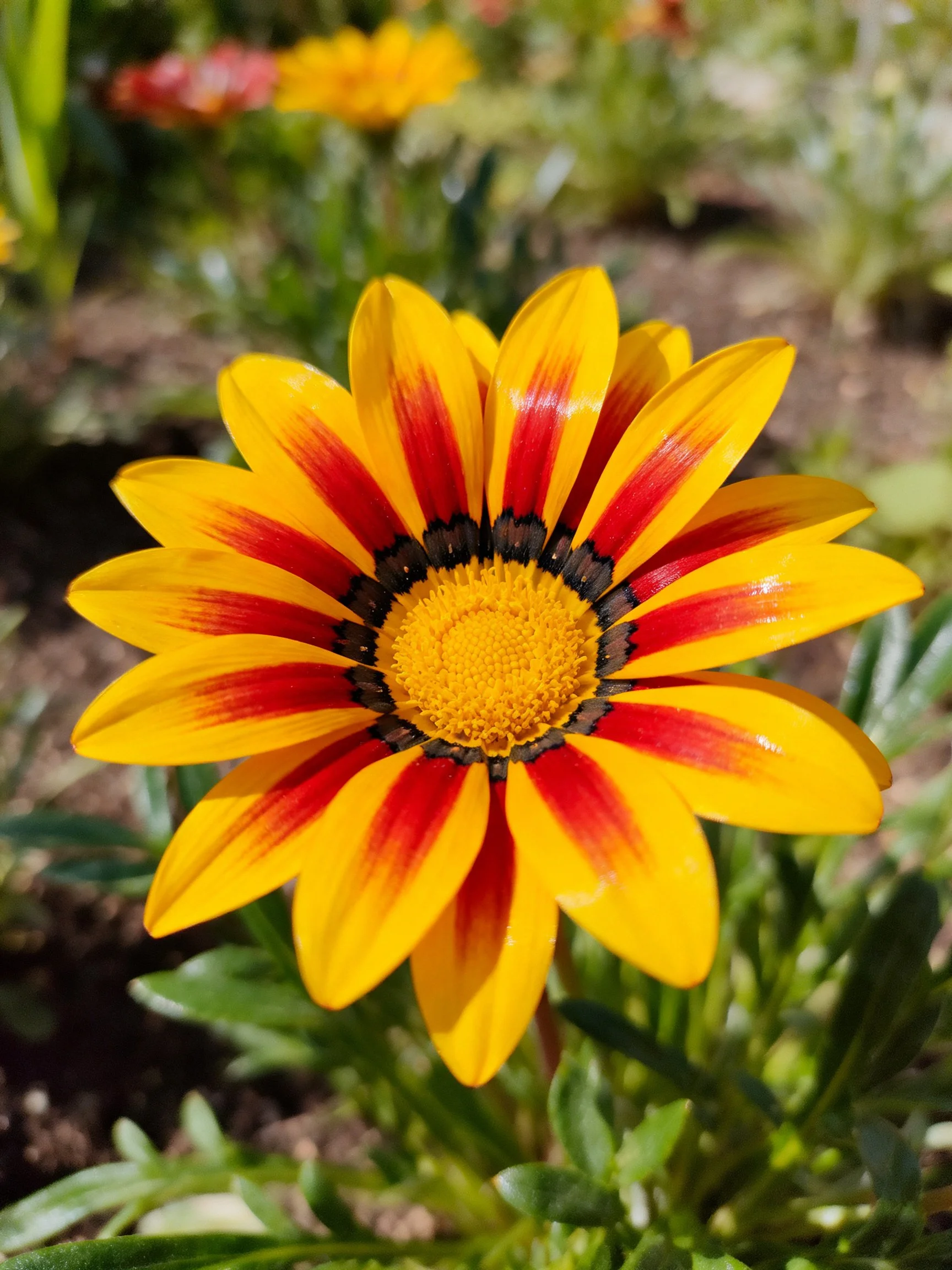 A vibrantly hued gazania flower with yellow and red striped petals