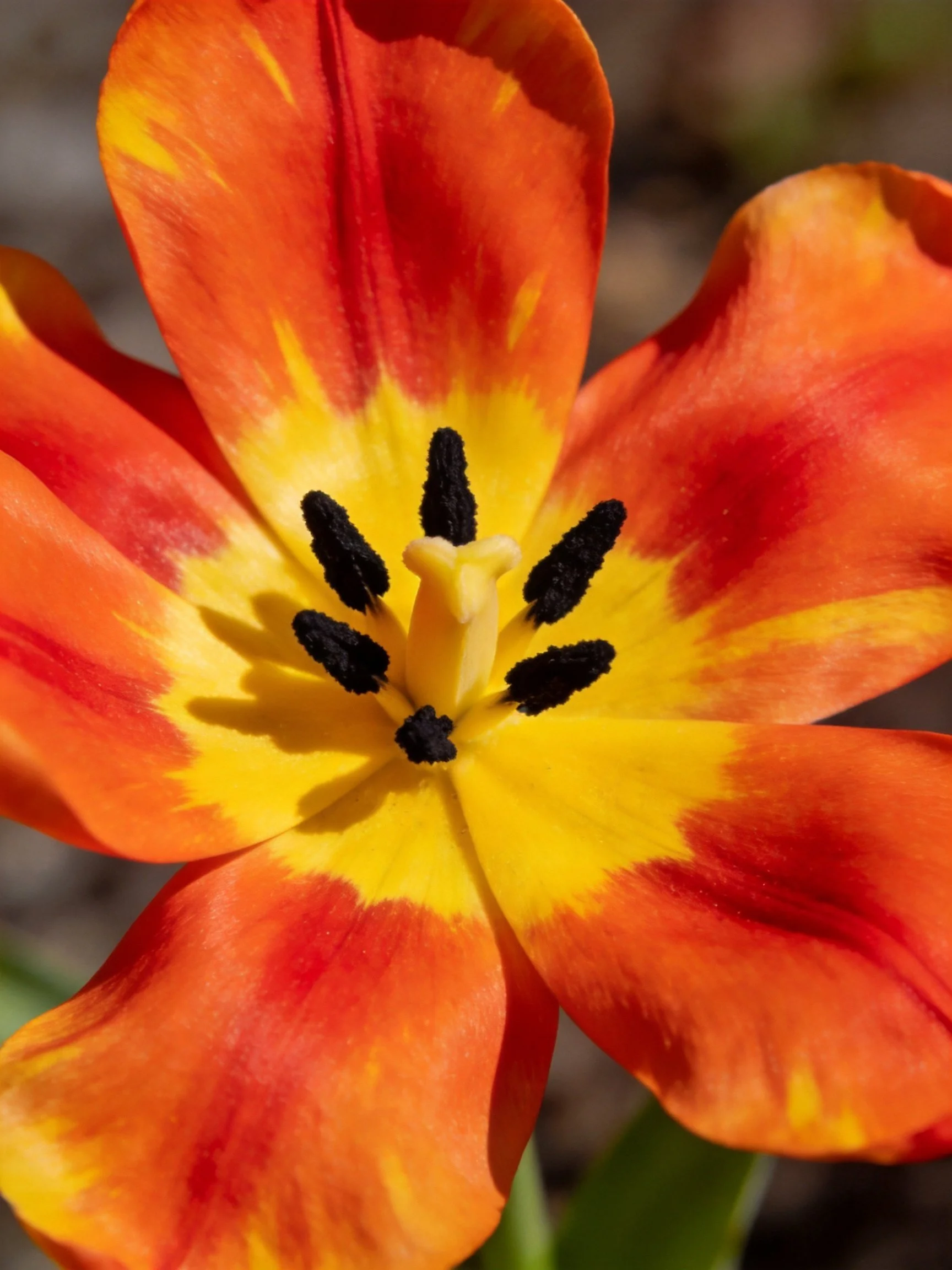 A vibrantorange tulip with yellow center and black stamens