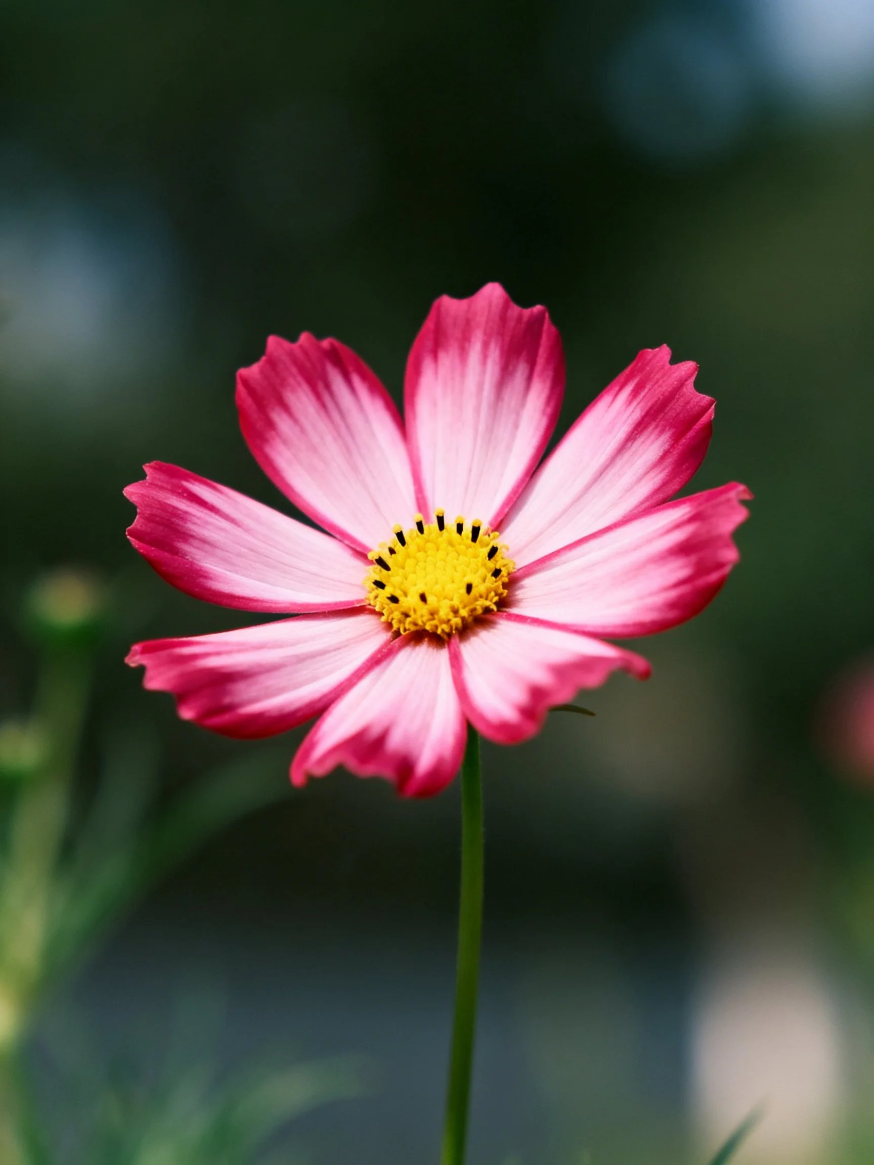A vibrantpink cosmos flower with a yellow center