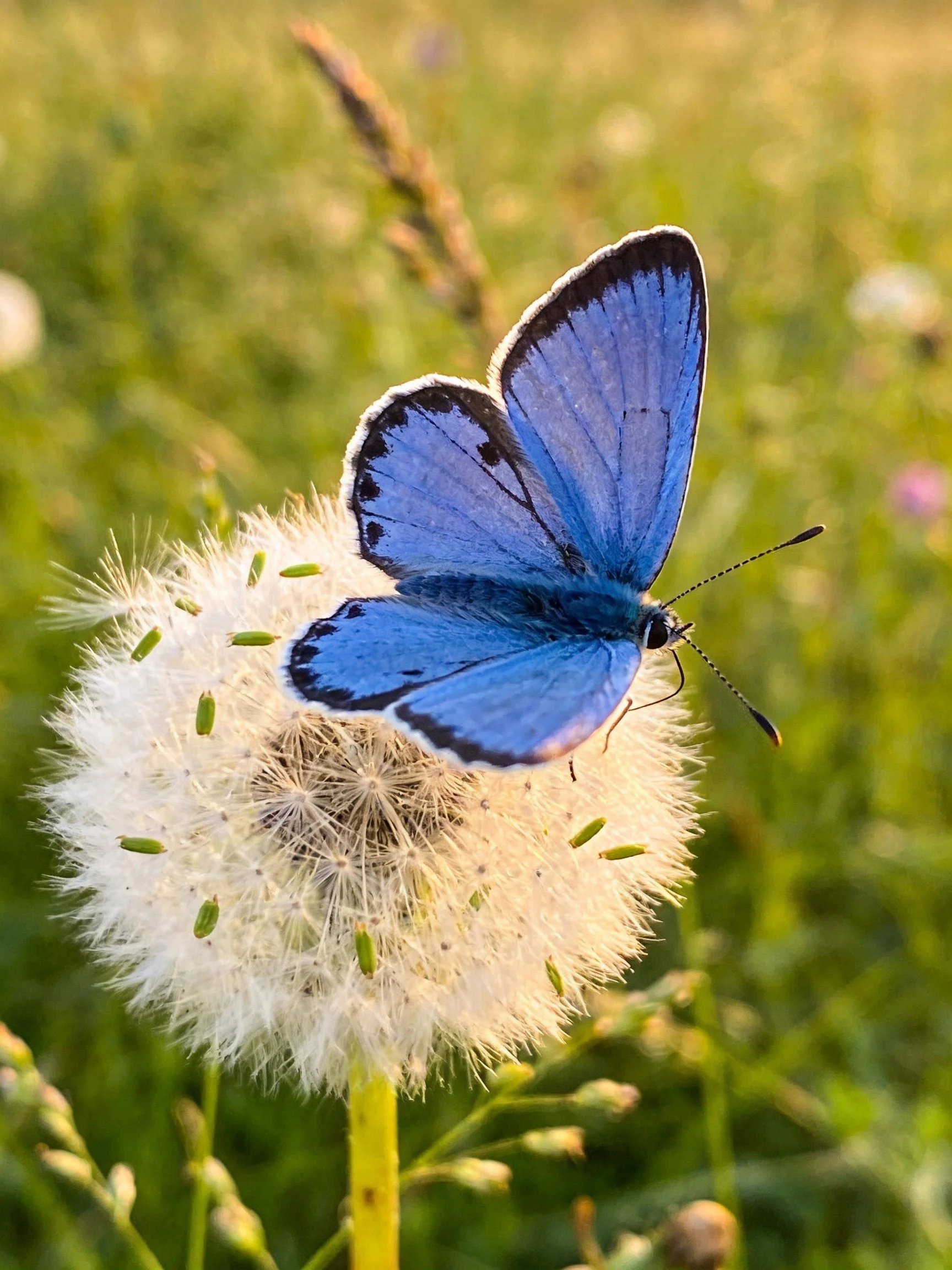 A vivid blue butterfly perches on a fluffy white dandelion