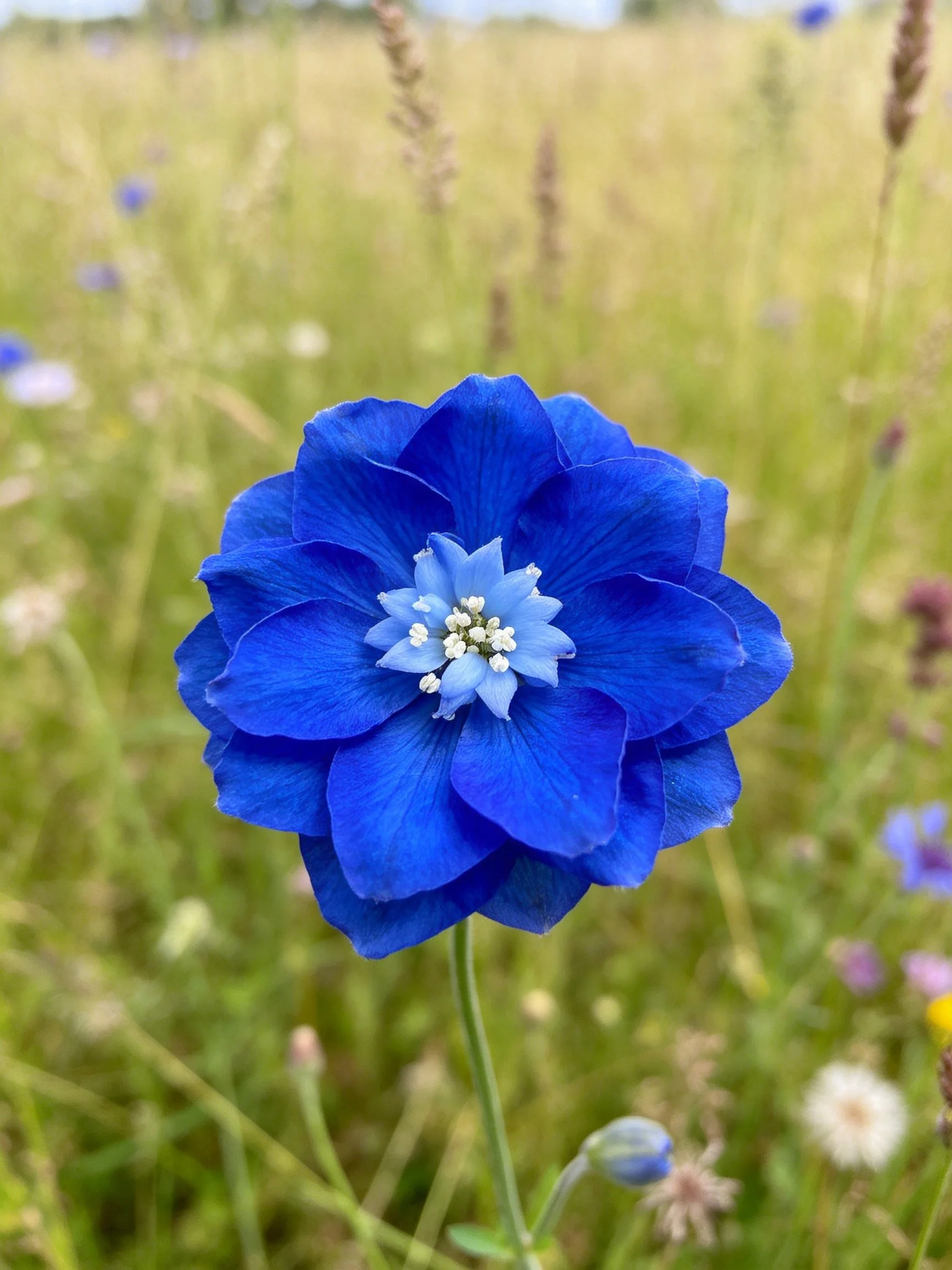 A vivid blue flower centered amid tall green grasses