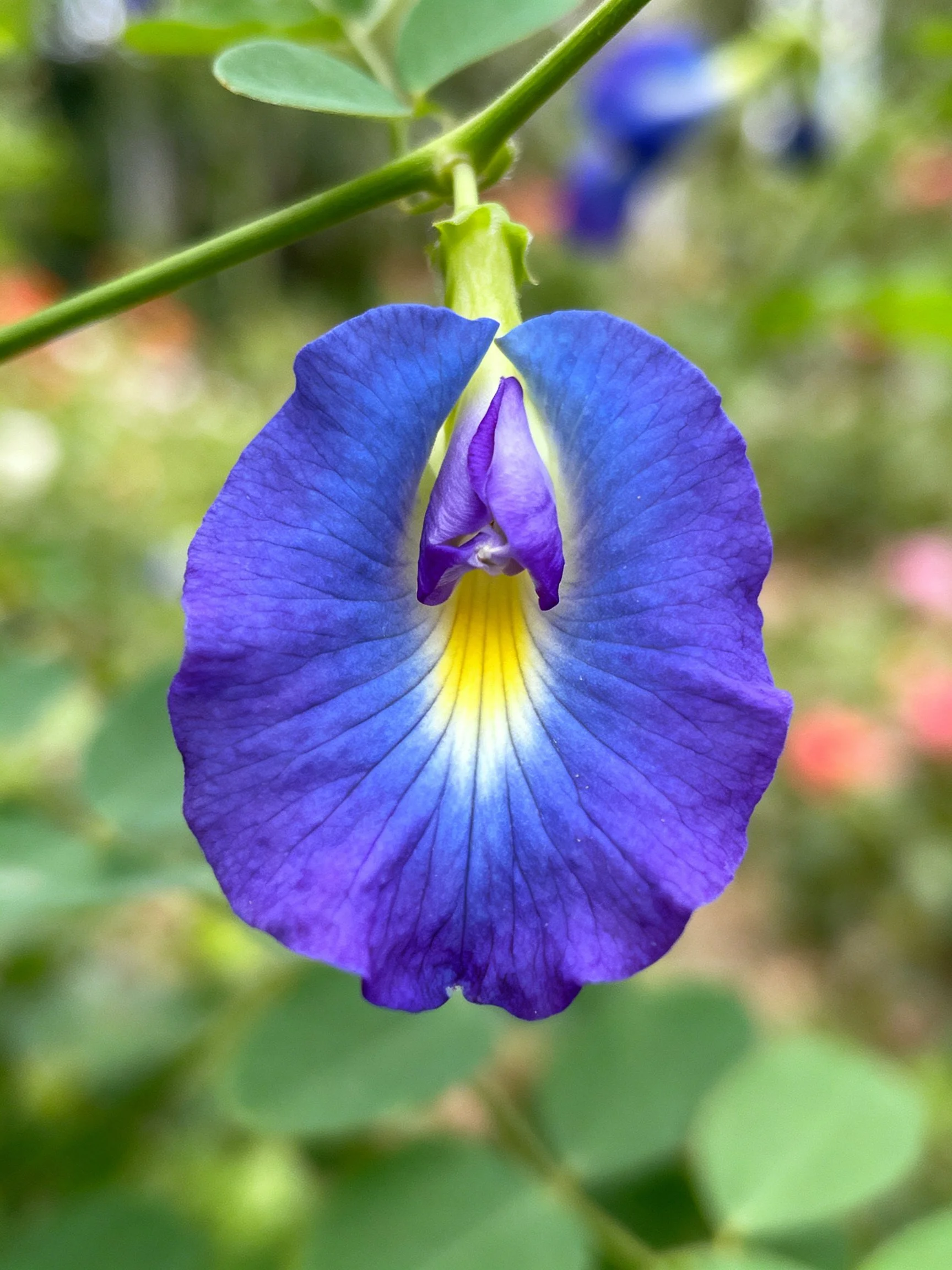 A vivid blue-purple flower with yellow center, attached to a green stem