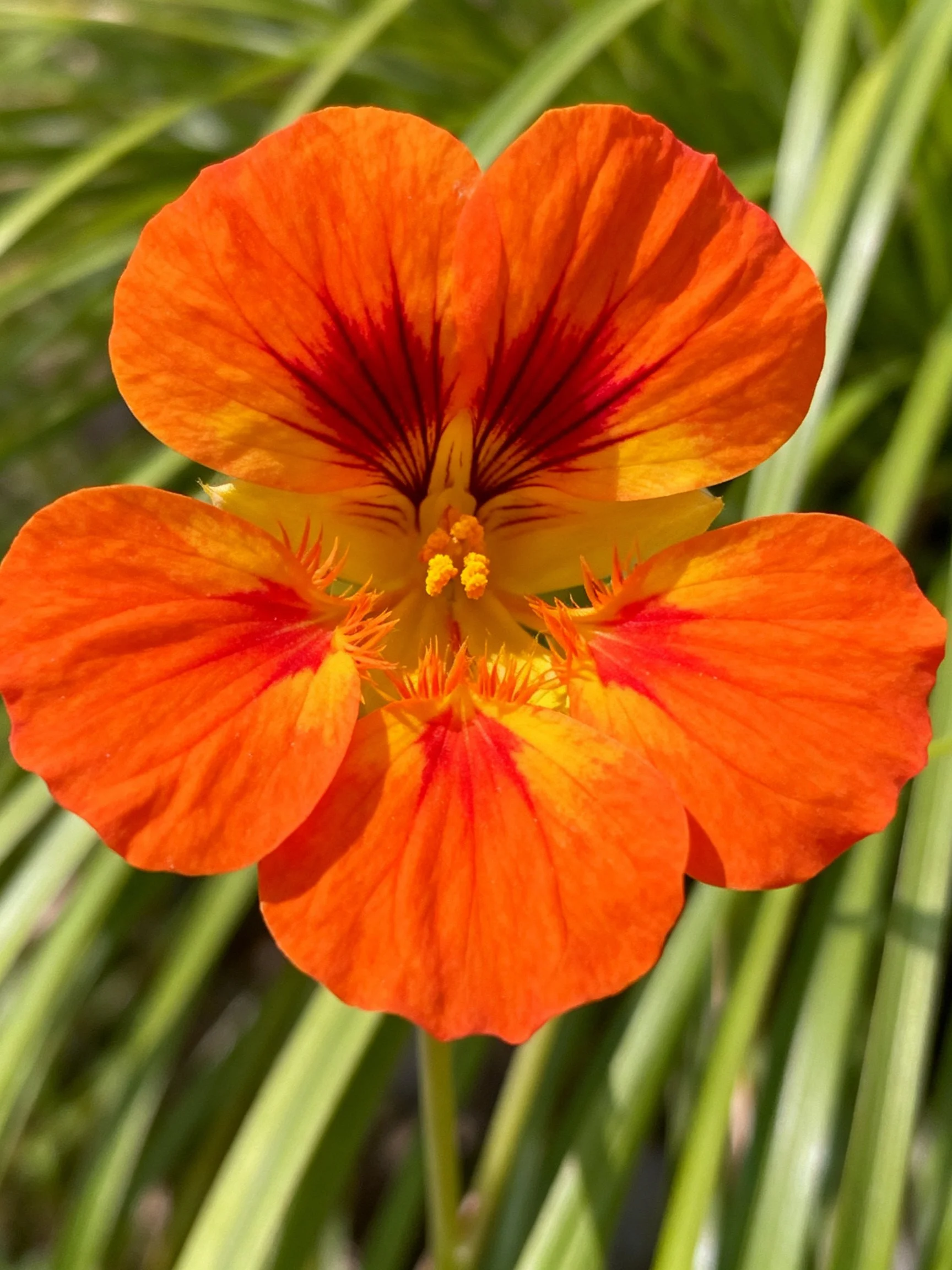 A vivid orange flower with yellow and red center markings