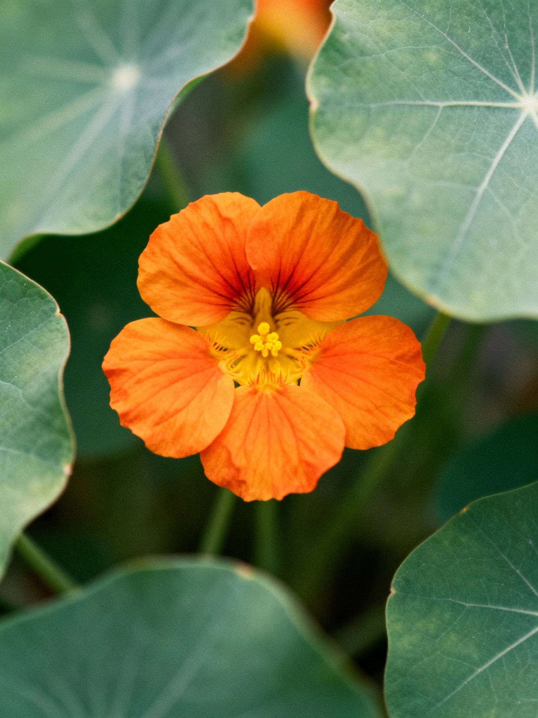 A vivid orange flower with yellow center amid large green leaves