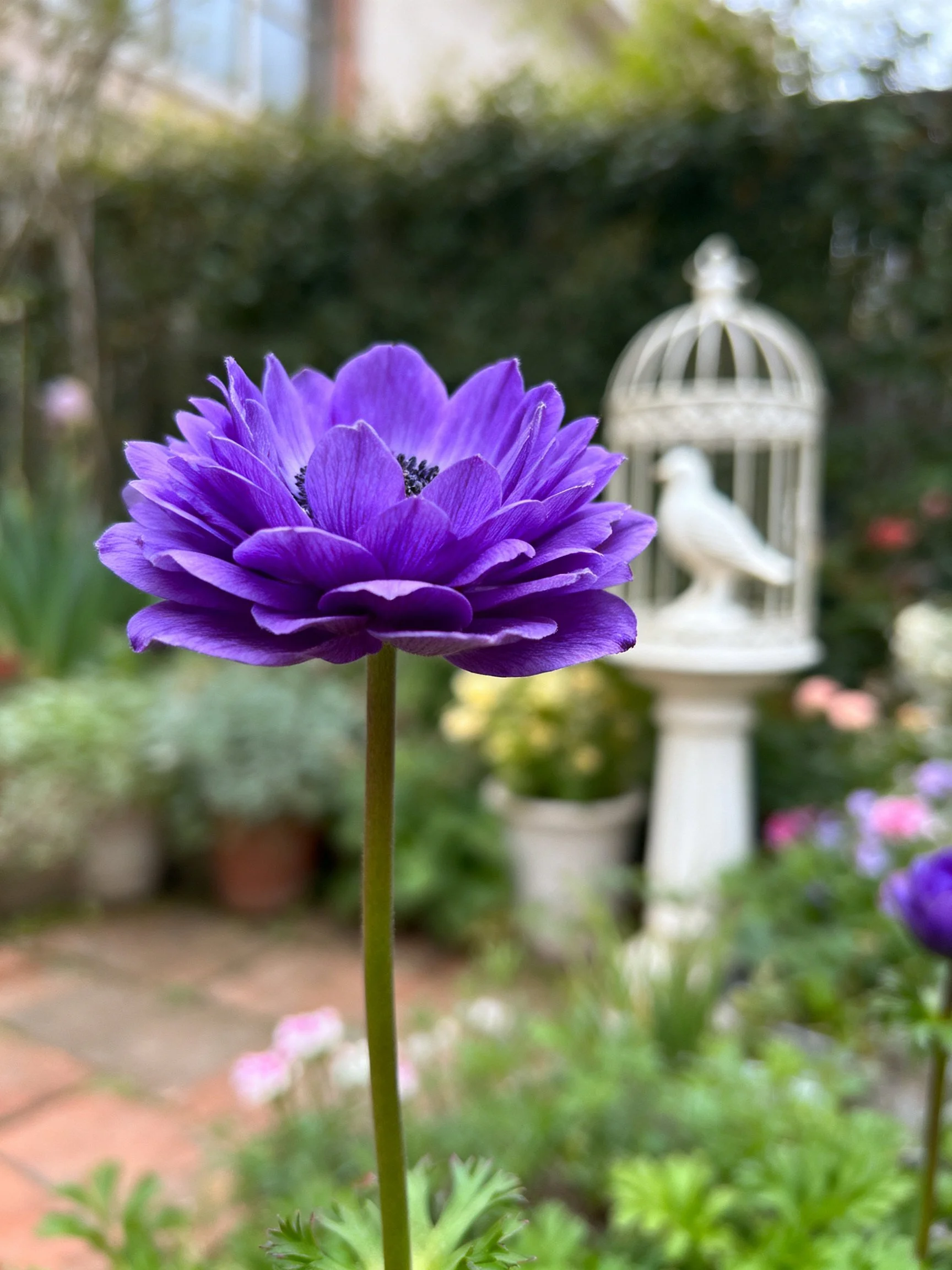 A vivid purple anemone blooms beside a white birdcage in a lush garden
