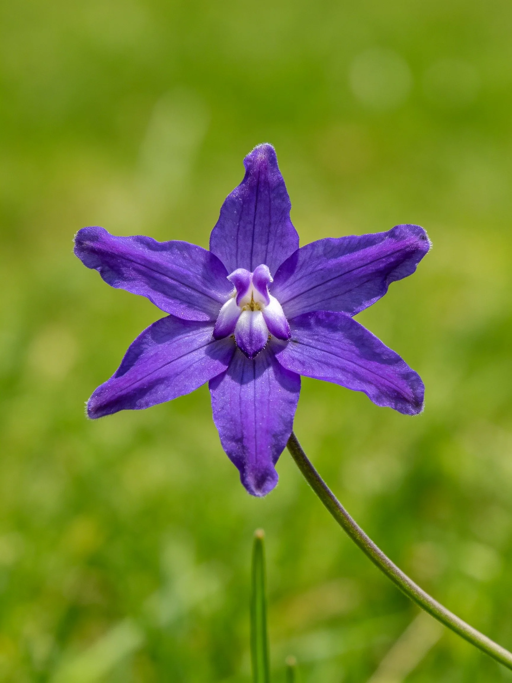 A vivid purple flower with six petals against a blurred green background
