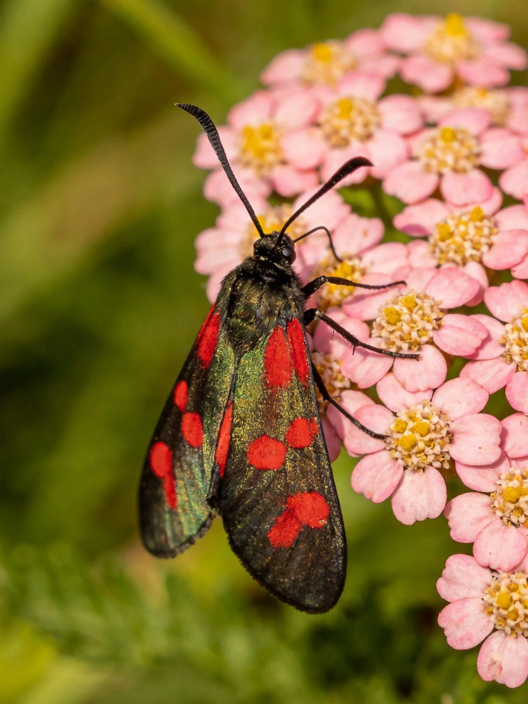 A vividly patterned moth with red spots perched on pink flowers