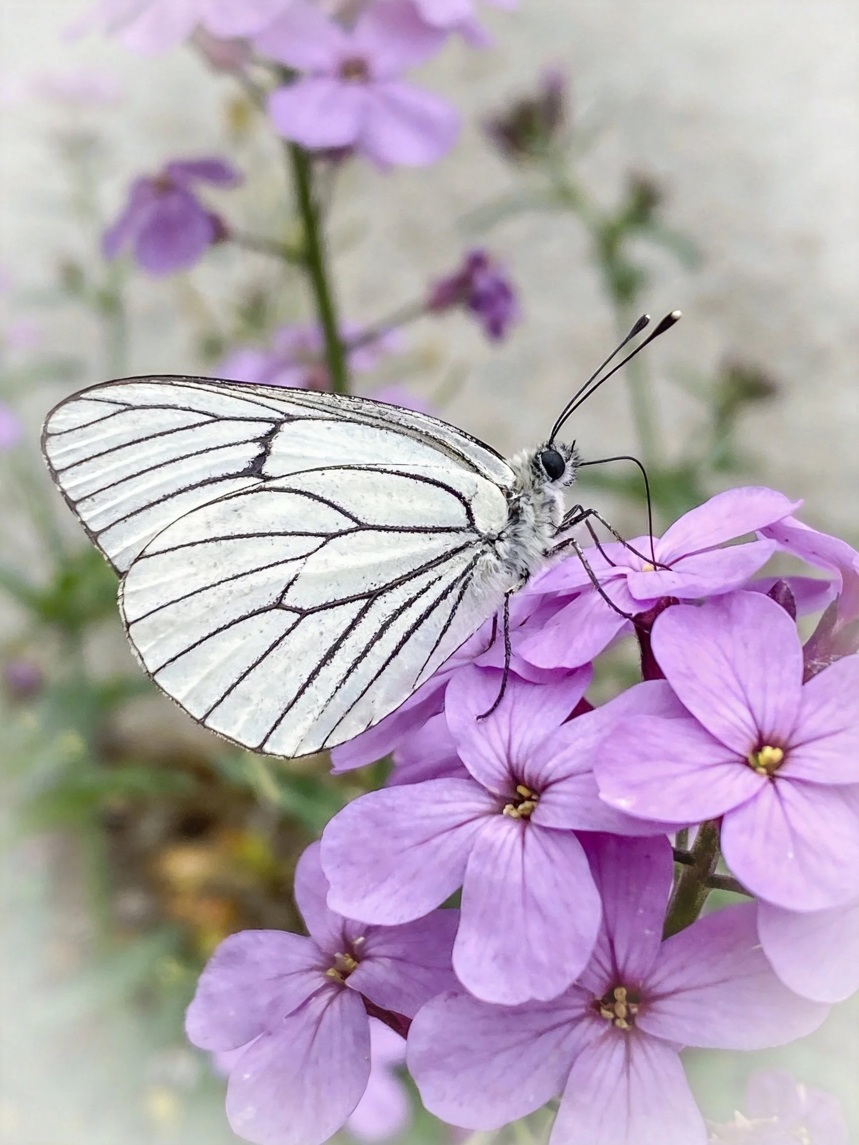 A white and black butterfly perches on vibrant purple blooms