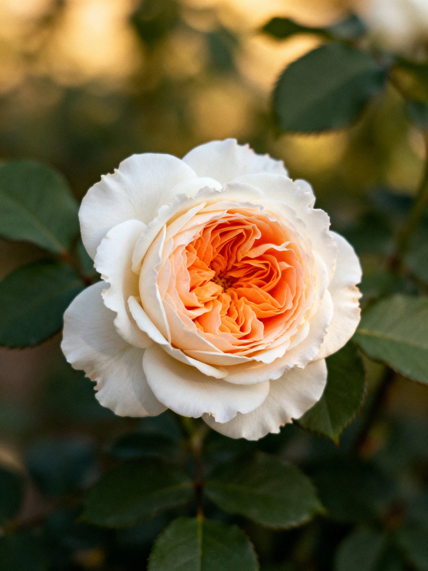 A white and peach rose with layered petals, green leaves surrounding