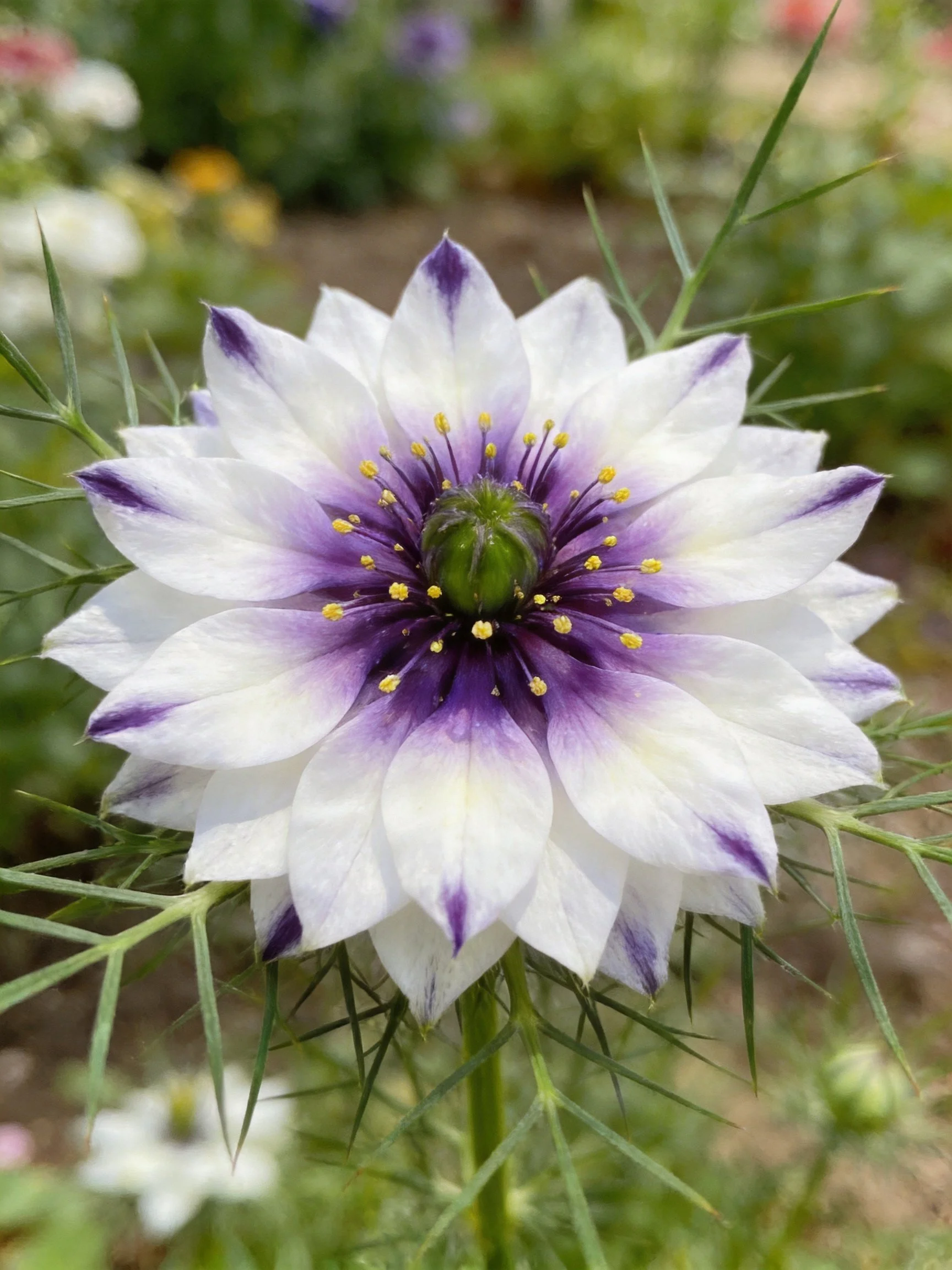 A white and purple flowering plant with yellow stamens
