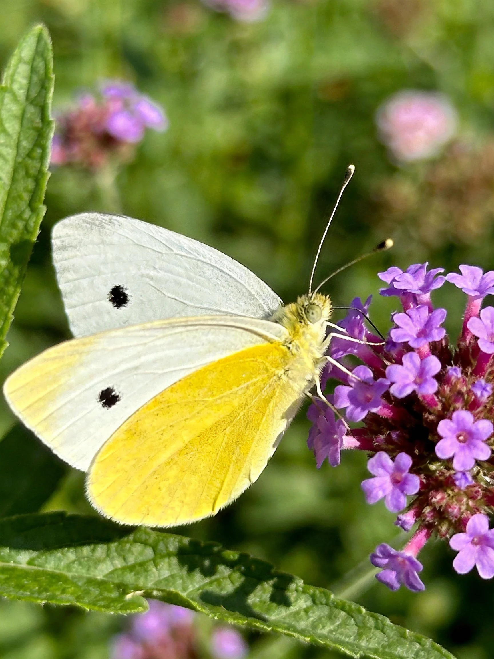 A white and yellow butterfly perched on vibrant purple flowers
