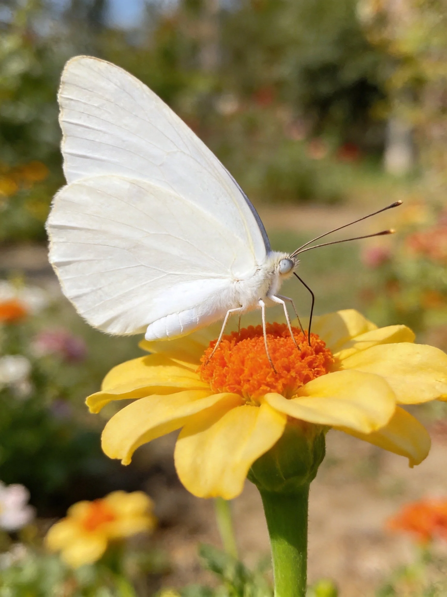 A white butterfly rests on a vibrant yellow flower with an orange center.