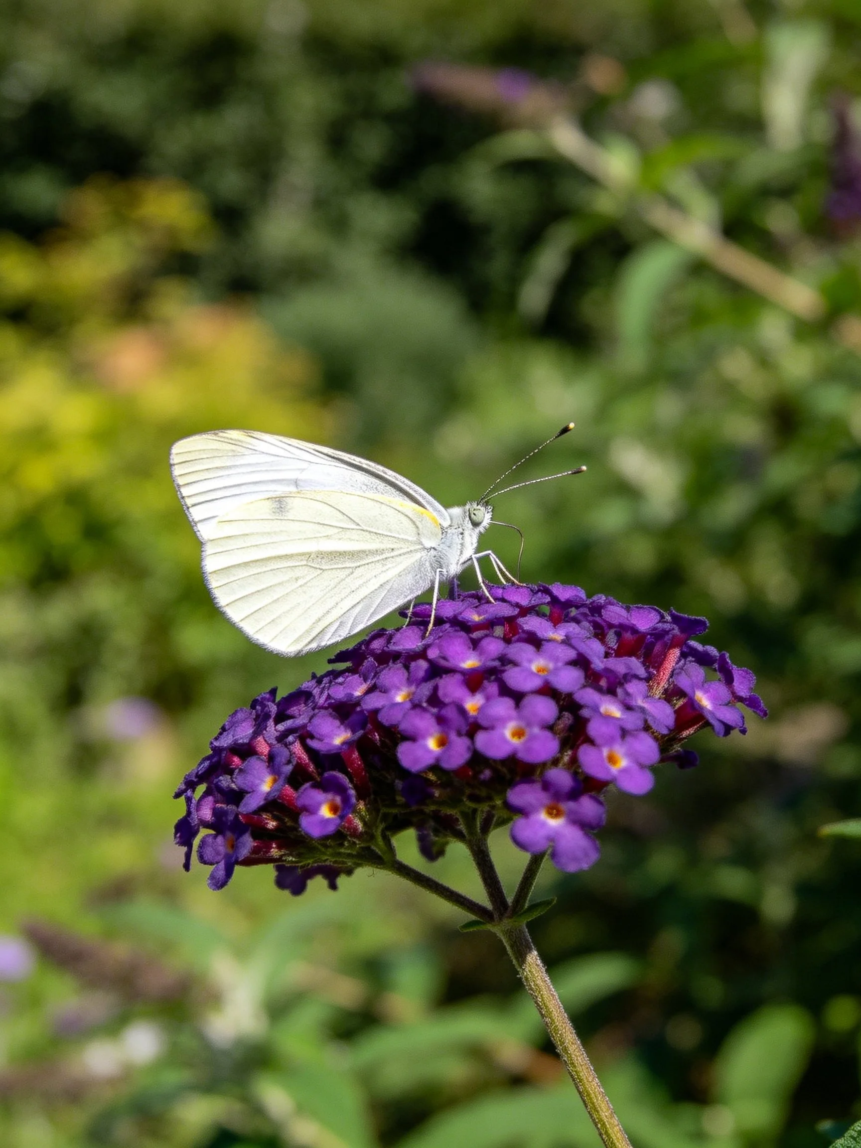 A white butterfly perched on dense purple clustered flowers