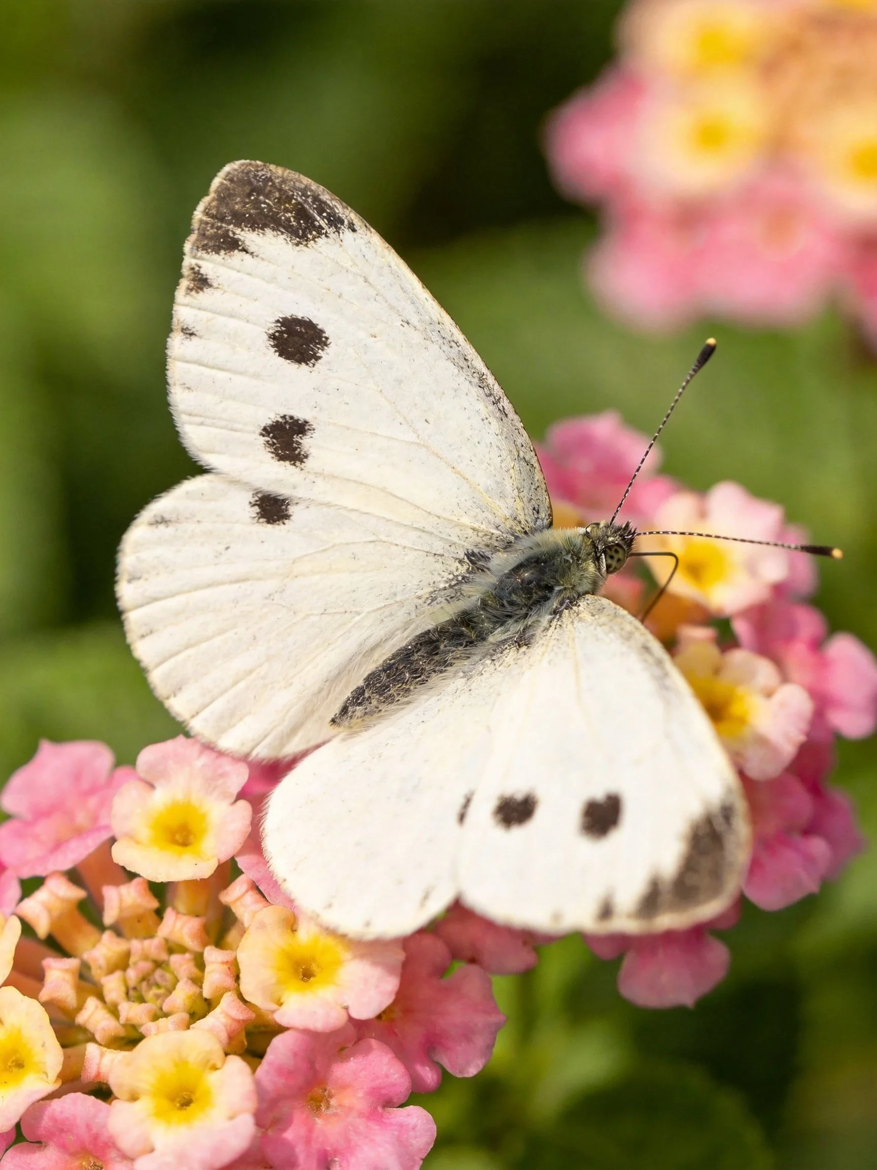 A white butterfly with black spots perched on pink-yellow flowers