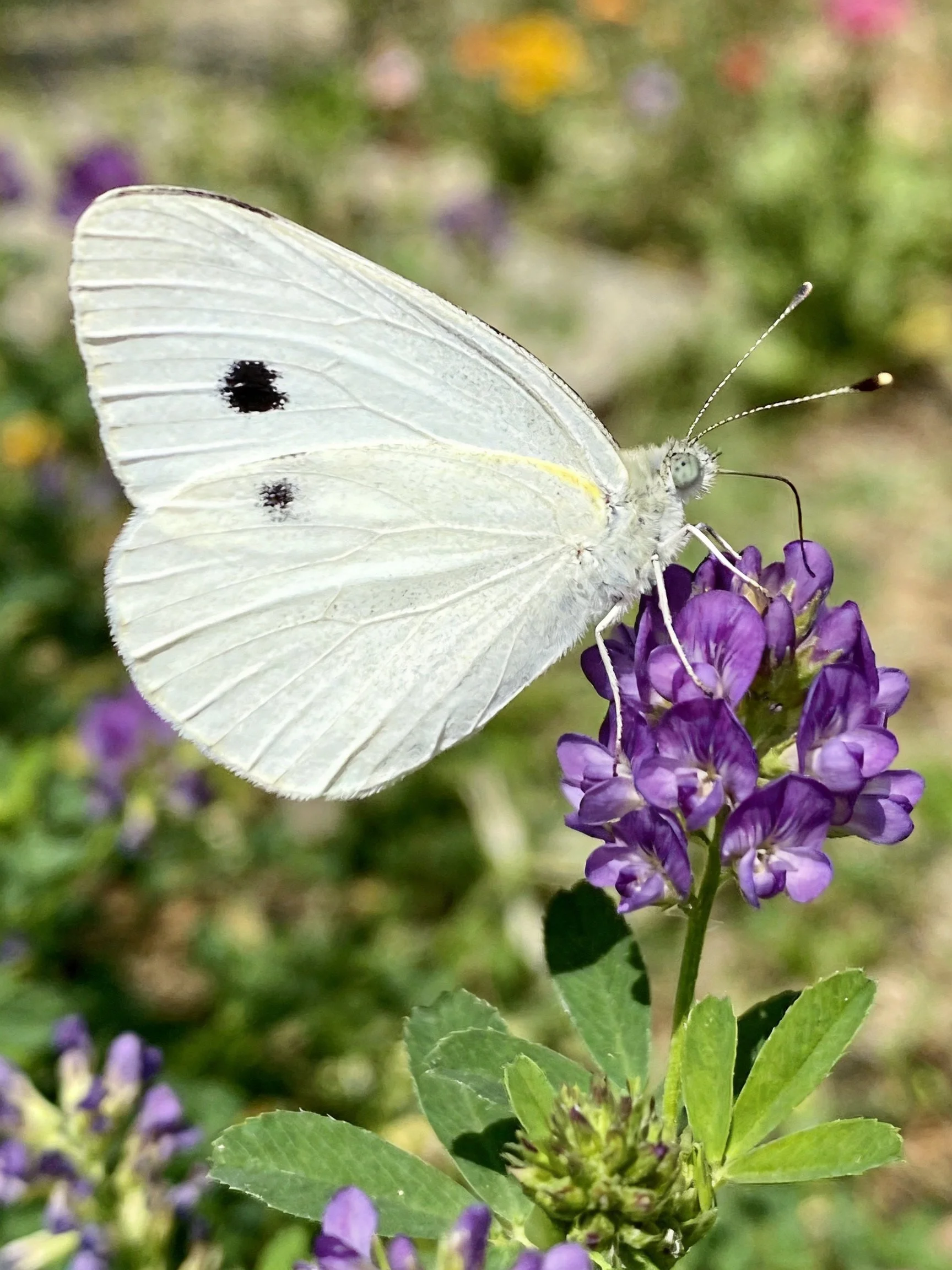 A white butterfly with black wing spots perched on vibrant purple flowers
