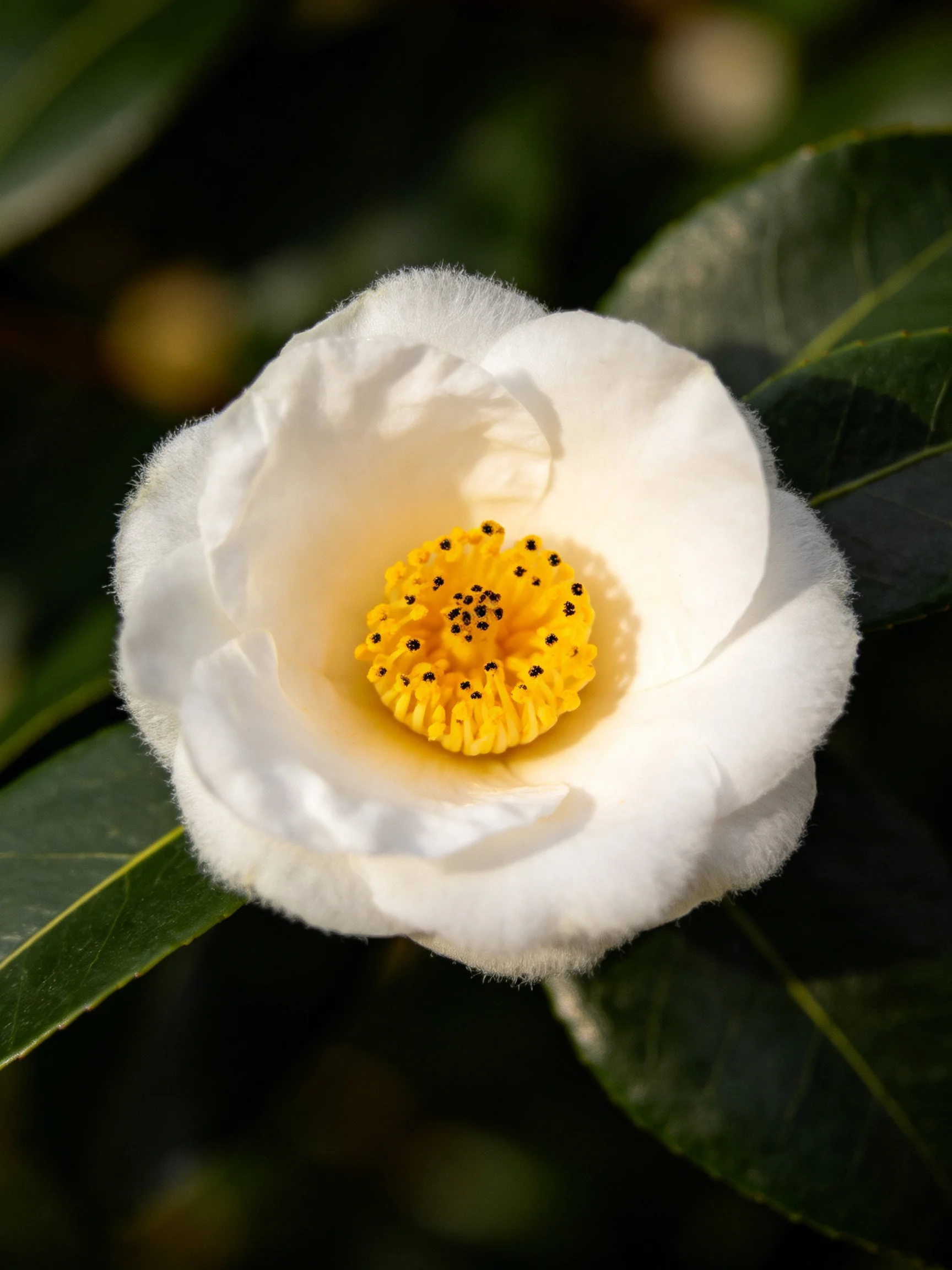 A white camellia flower with yellow center and green leaves