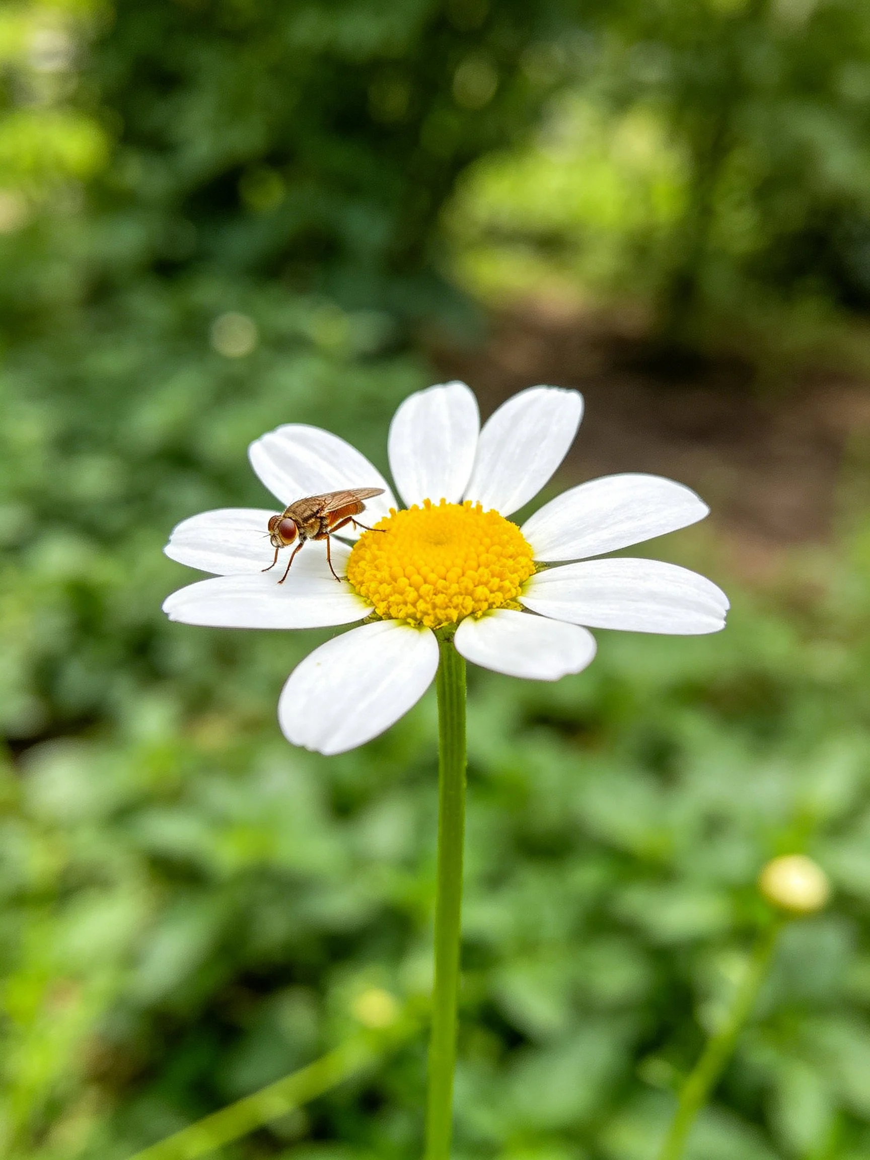 A white daisy with a yellow center has a small brown fly on its petal