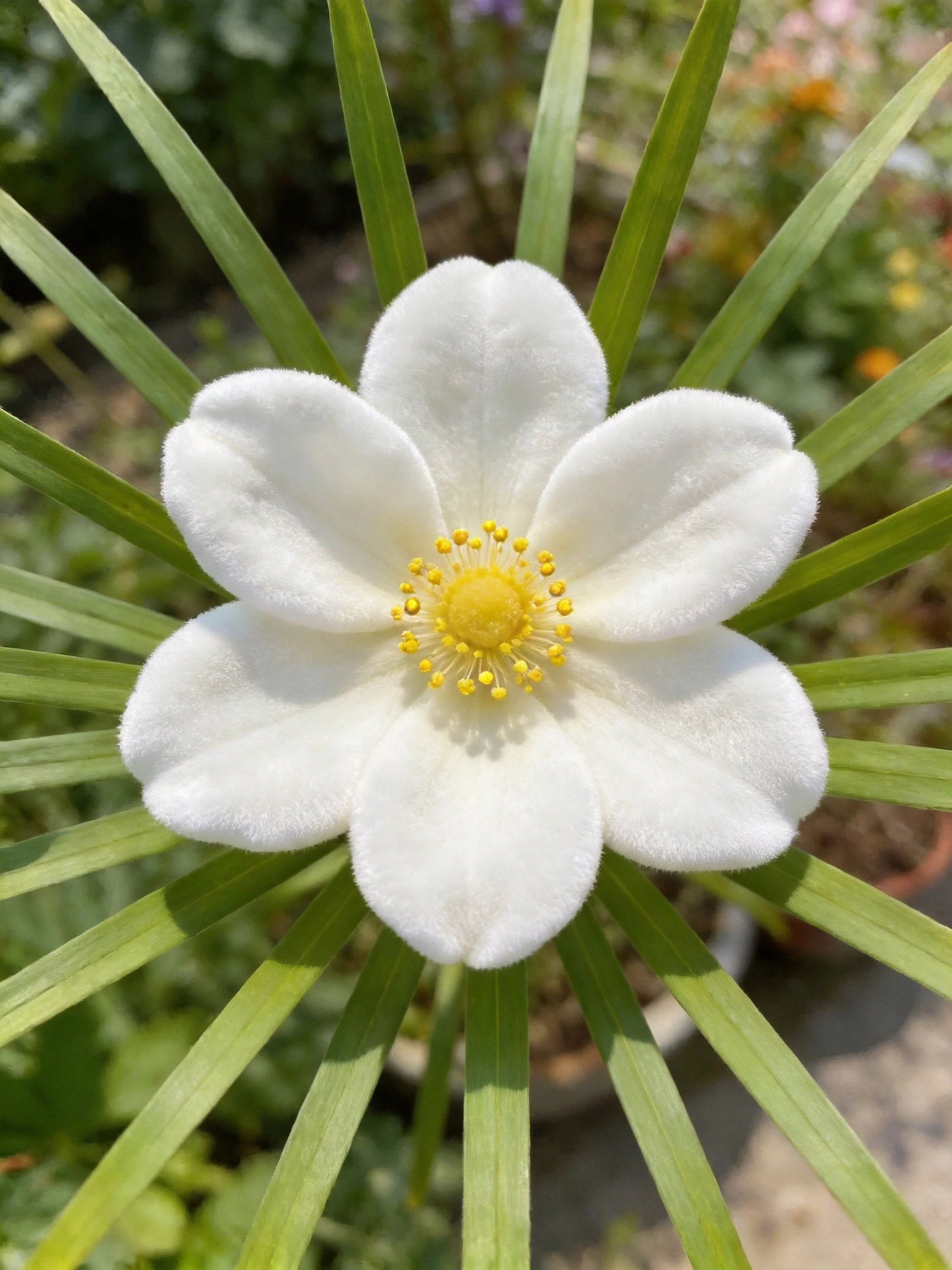 A white five - petaled flower with yellow center amid long green leaves