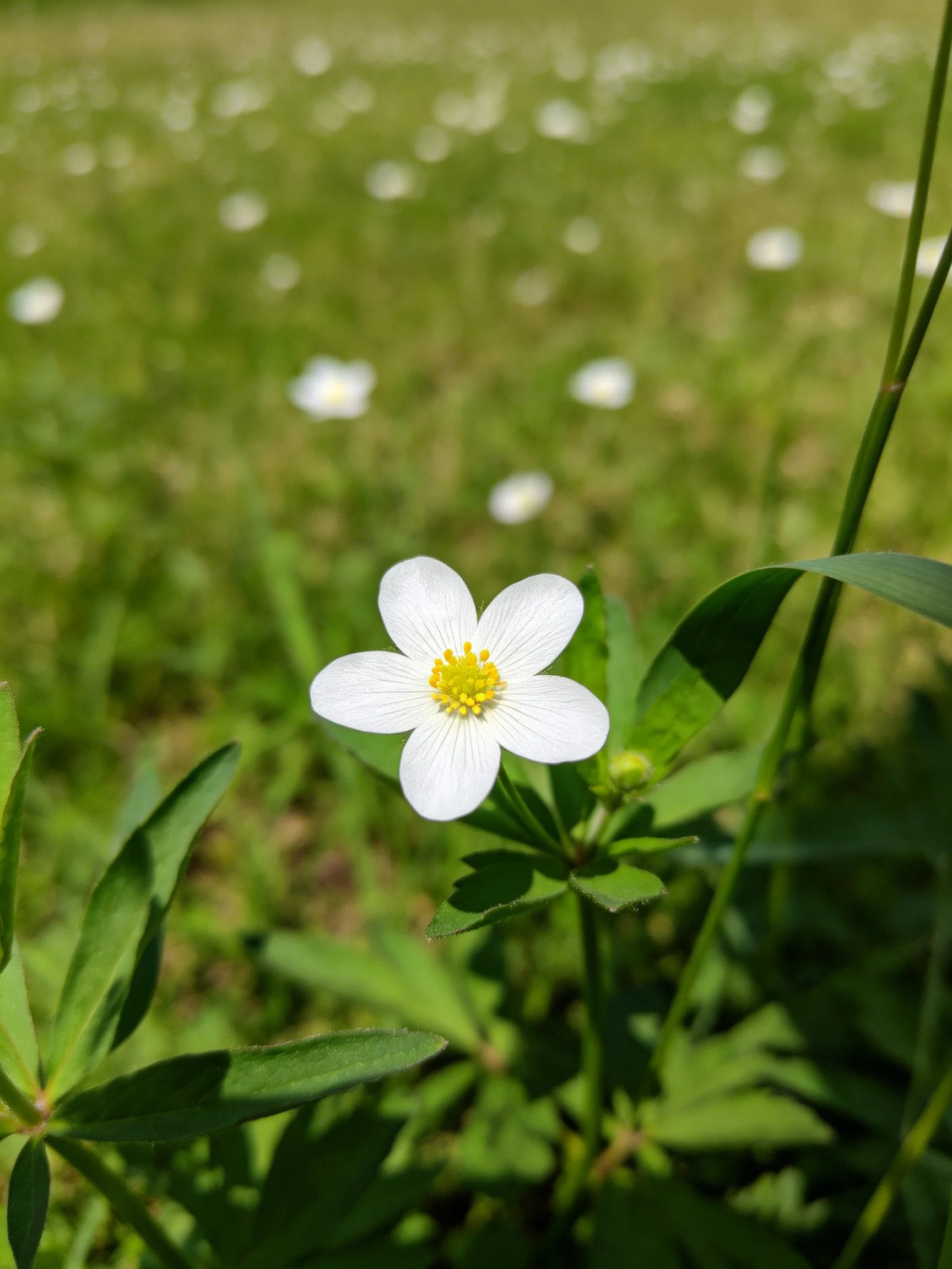 A white five - petaled flower with yellow center in a green meadow