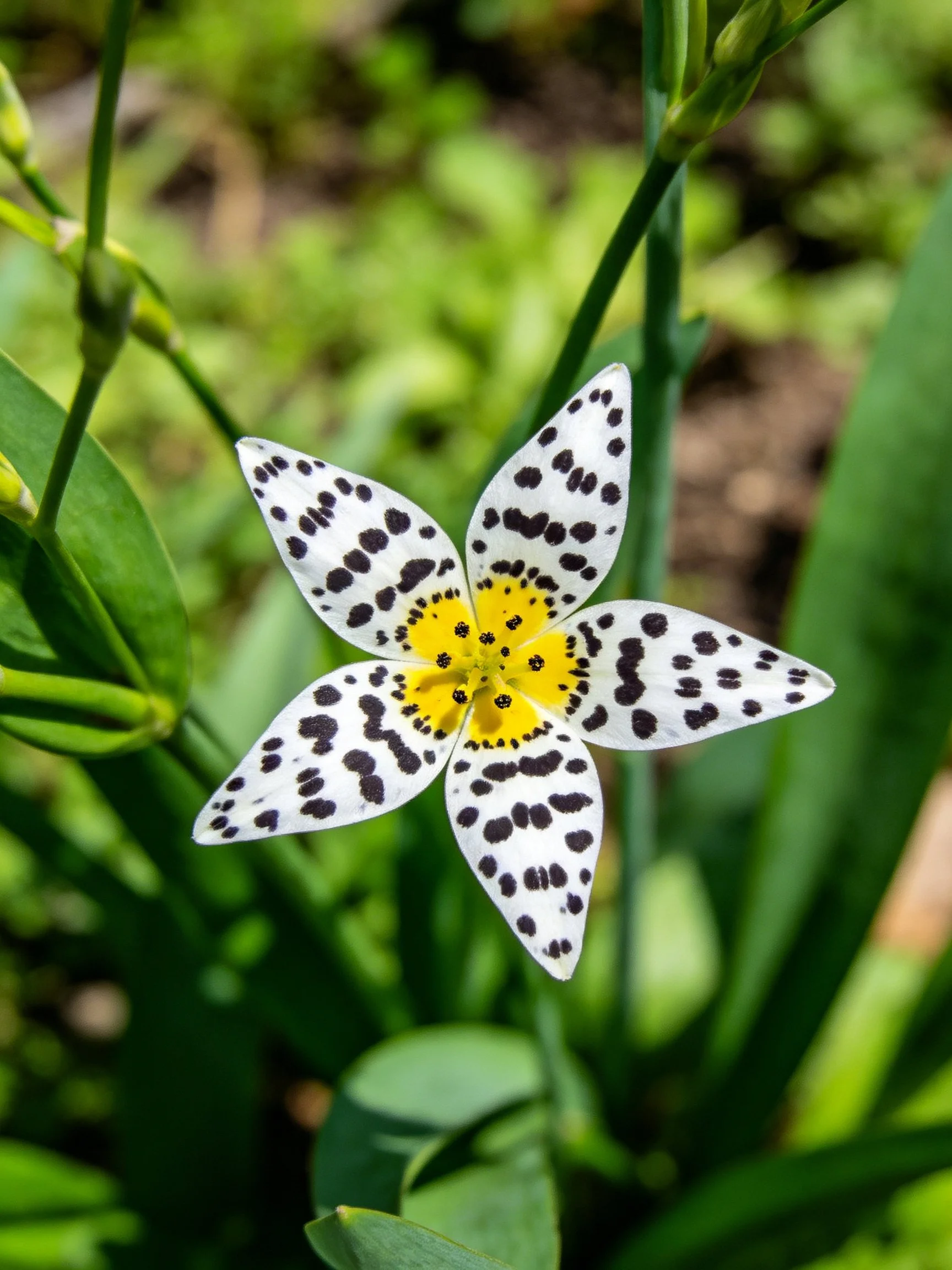 A white flower with black spots and yellow center amid green vegetation