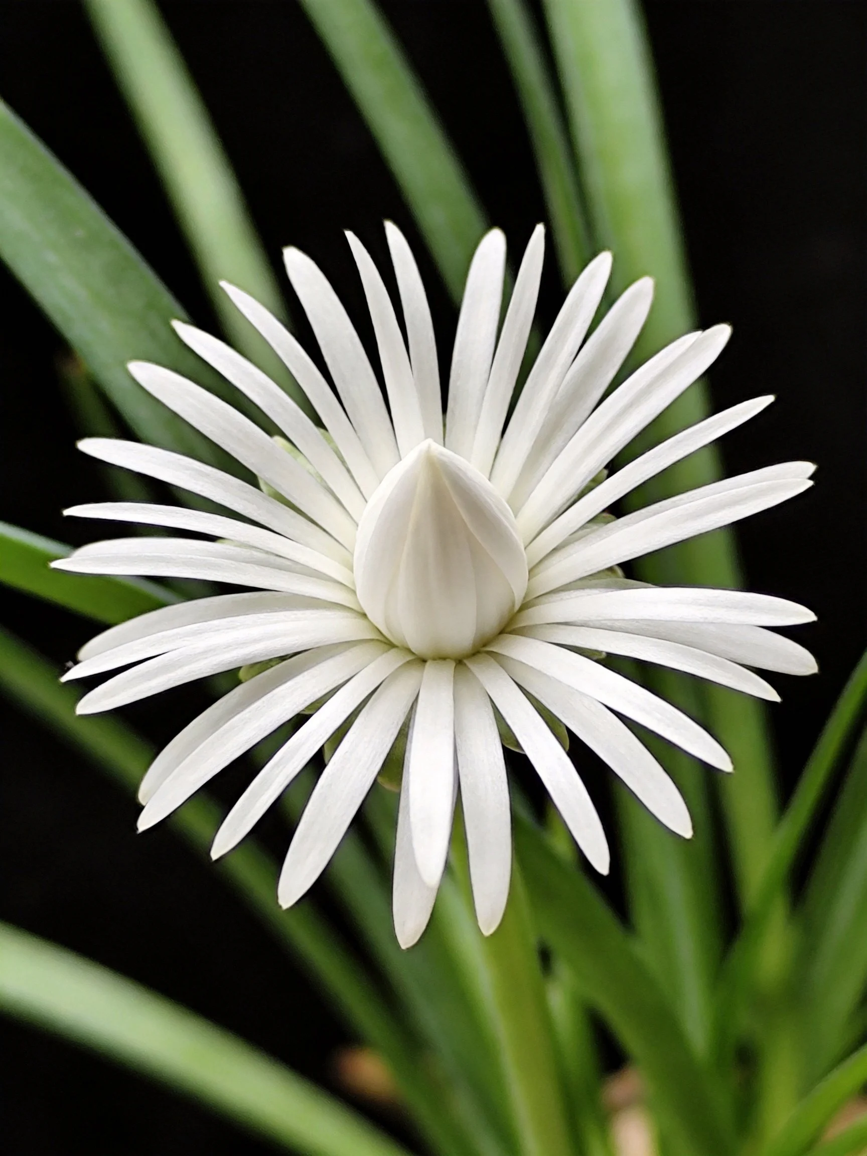 A white flower with numerous petals amid green foliage