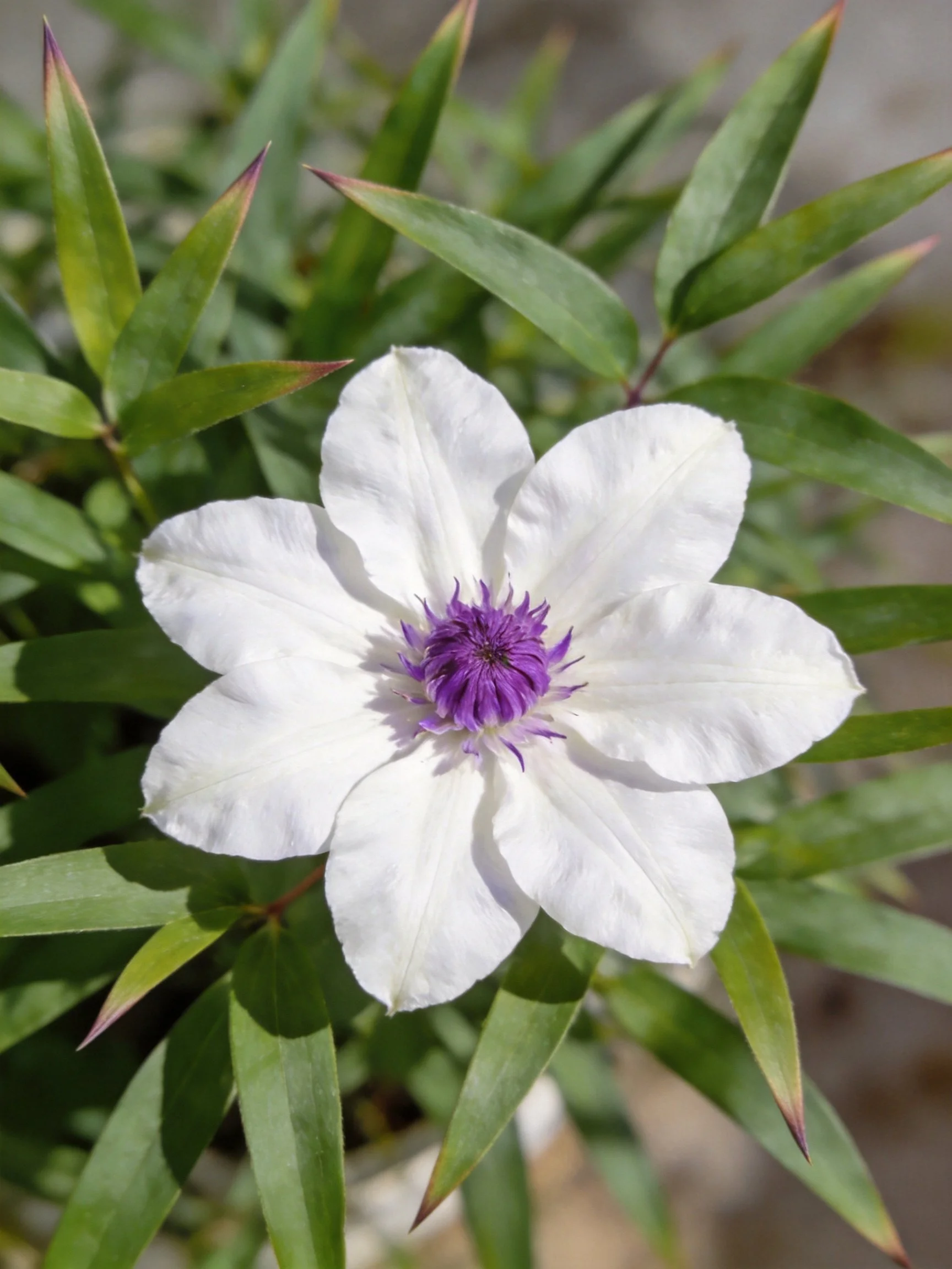 A white flower with purple center amid elongated green leaves