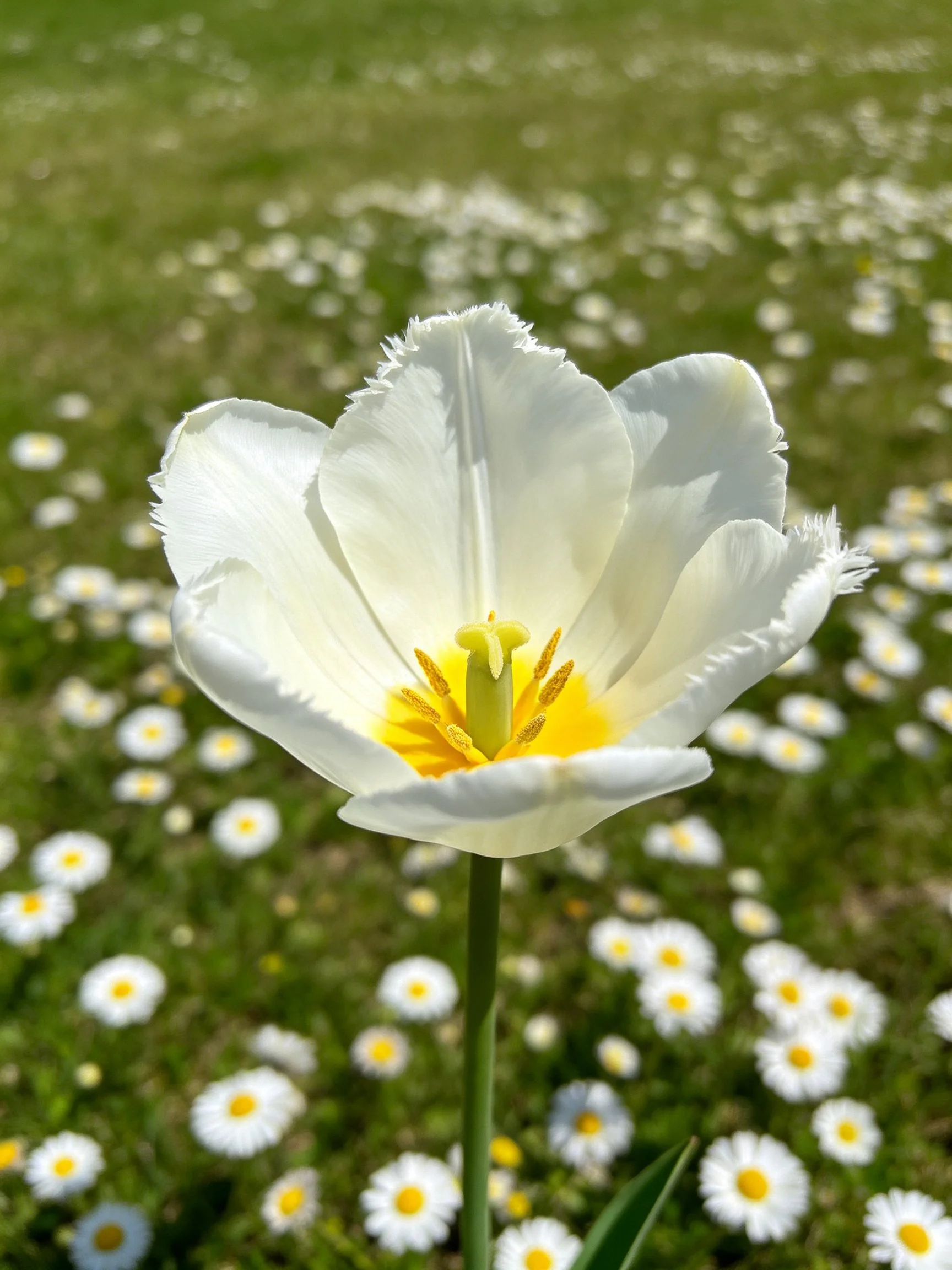 A white fringed tulip stands among scattered daisies in a green meadow