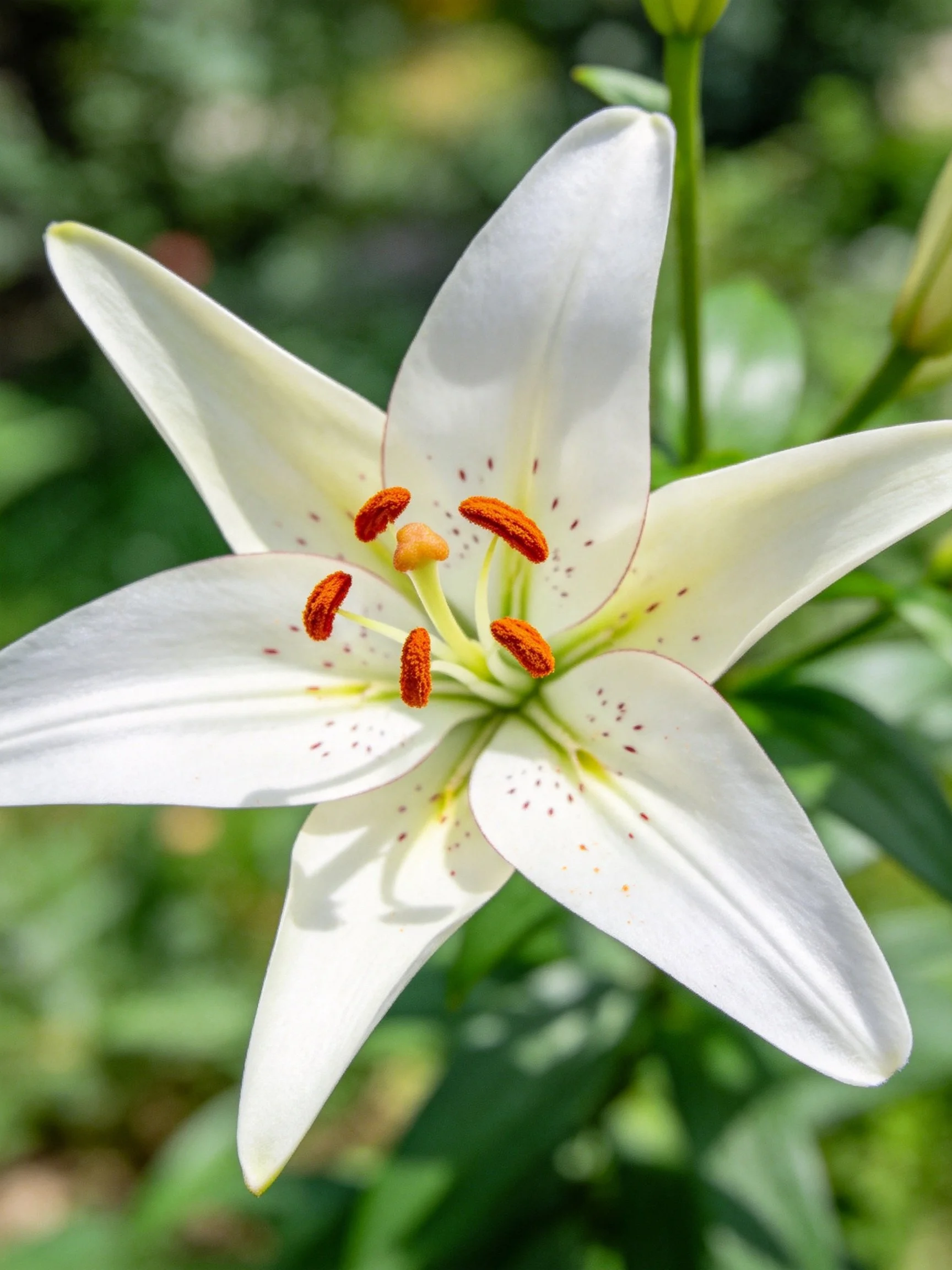 A white lily with orange stamens and speckled petals