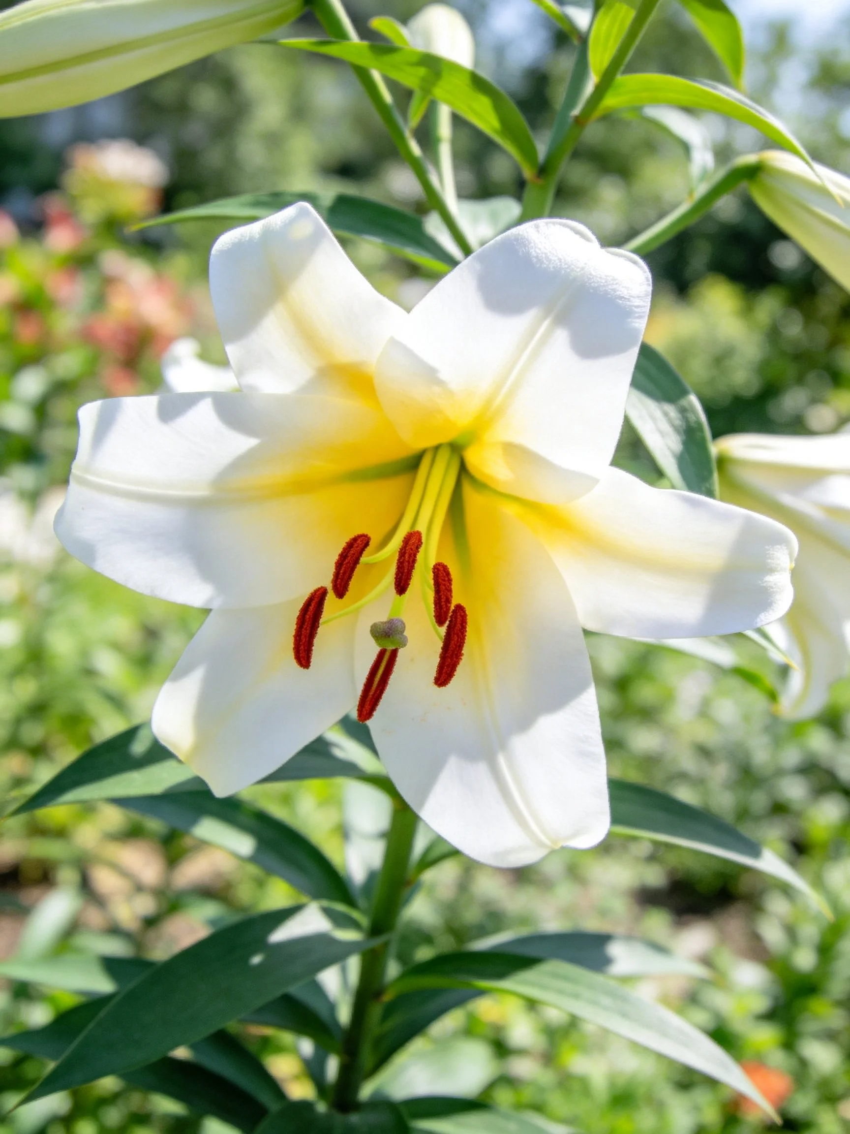 A white lily with yellow center and red stamens blooming in a garden