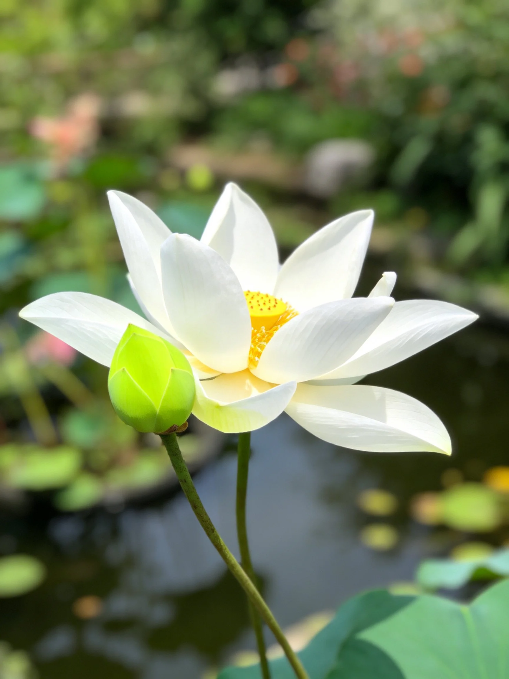 A white lotus blooms beside a green bud near calm water