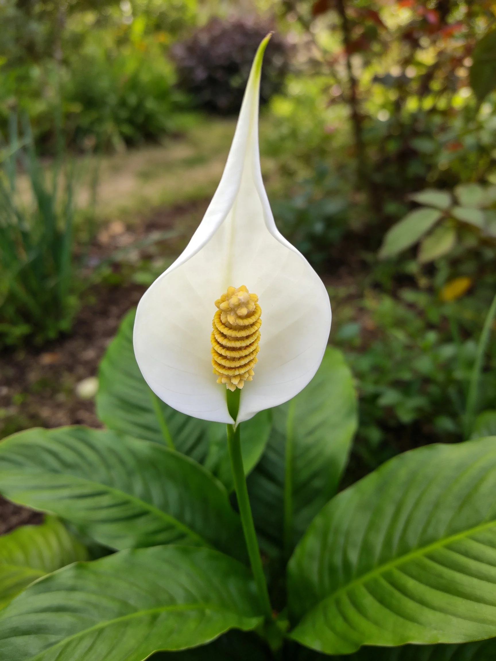 A white peace lily with yellow spadix amid lush green leaves