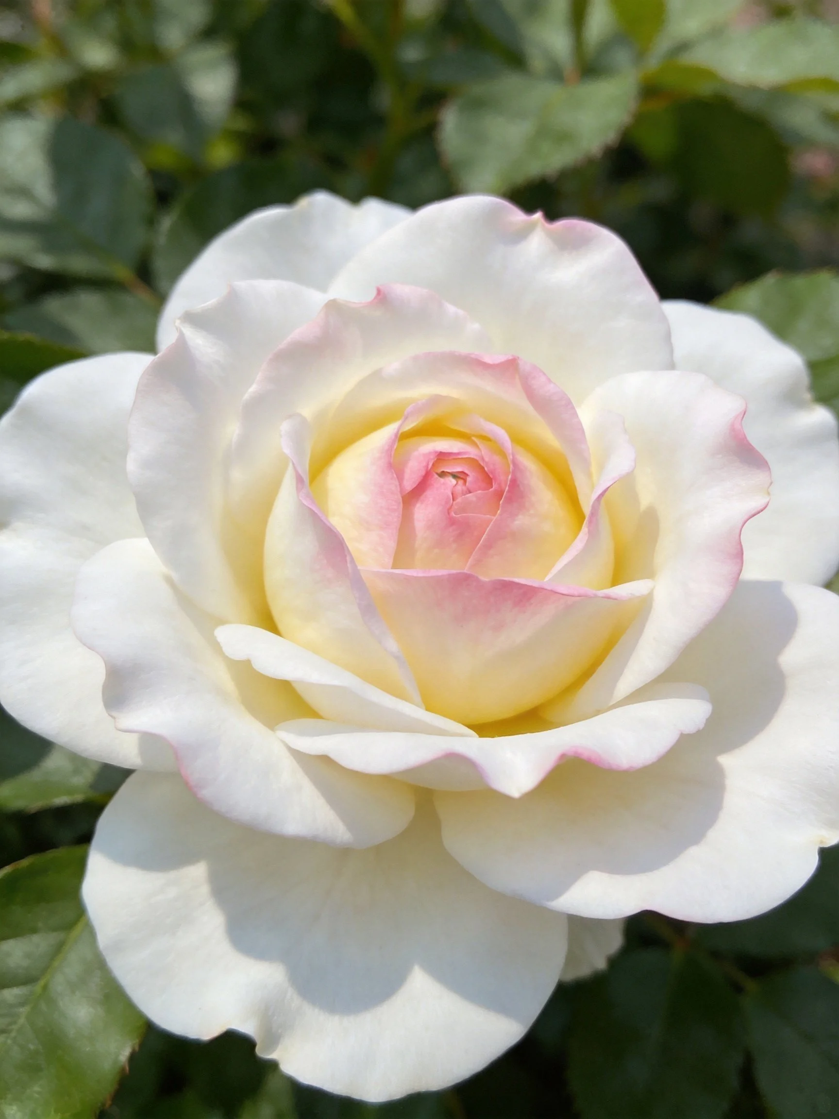 A white rose with pink-edged petals and yellow center