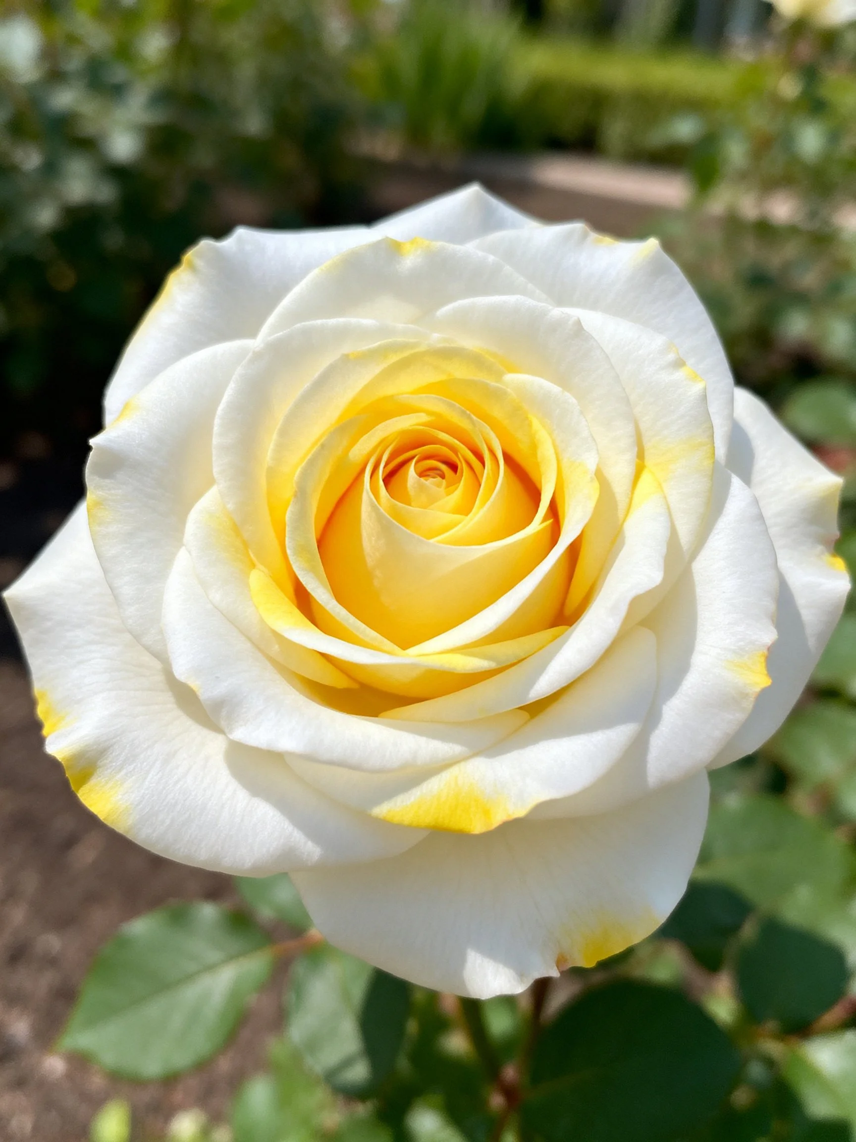 A white rose with yellow accents blooming in a garden