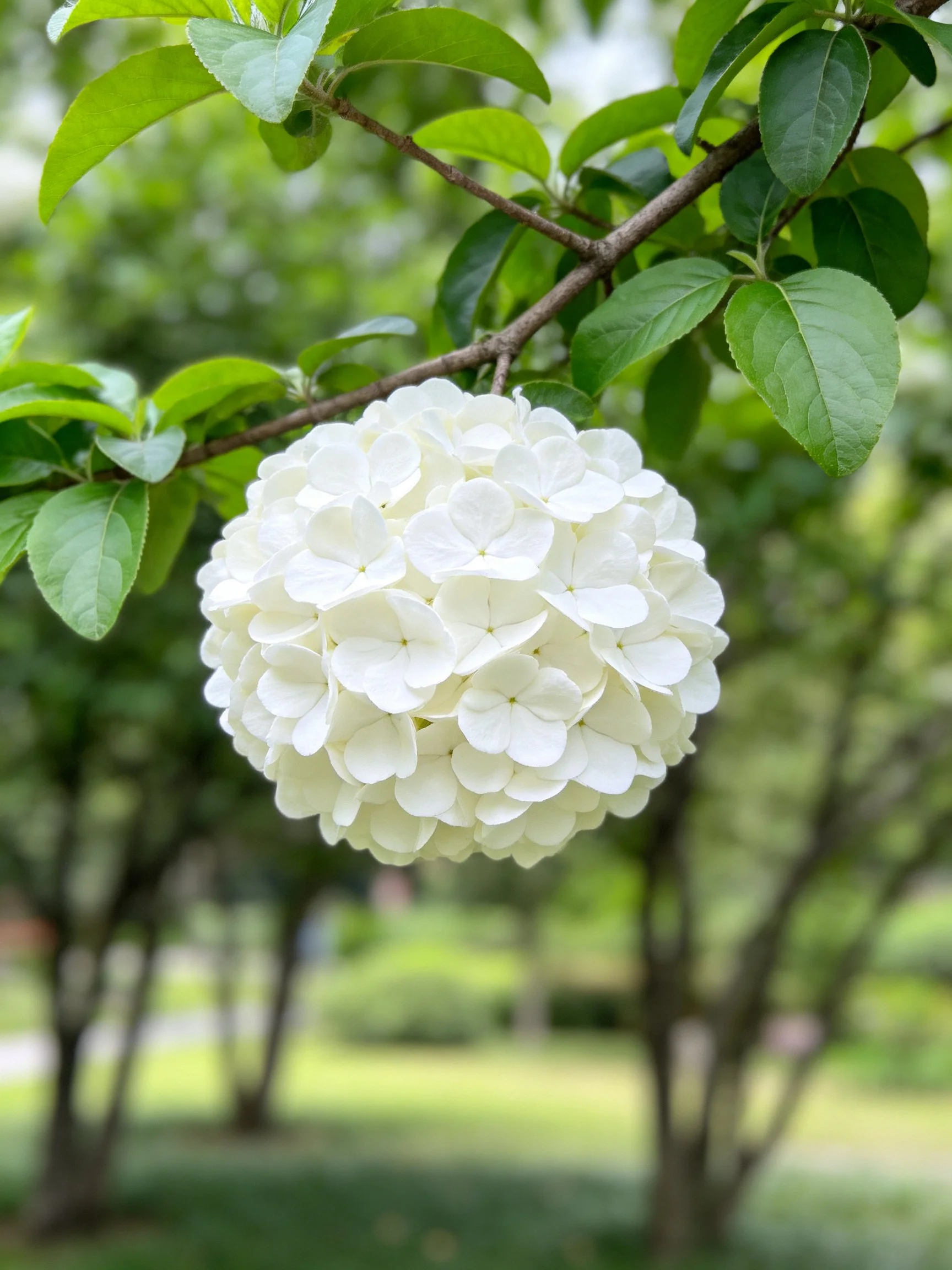 A white spherical flower cluster hangs from a tree branch with green leaves